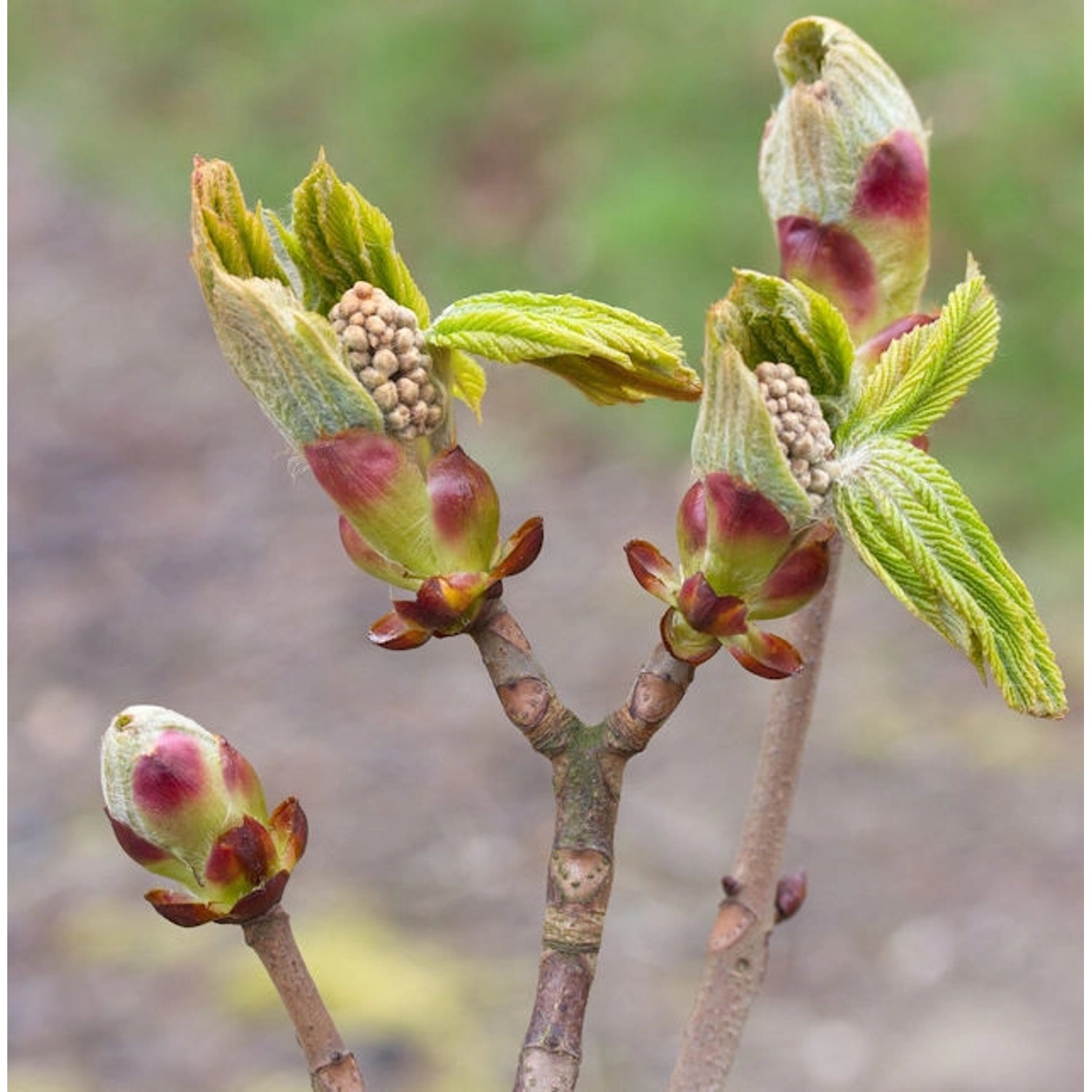 Strauch Kastanie 80-100cm - Aesculus parviflora günstig online kaufen