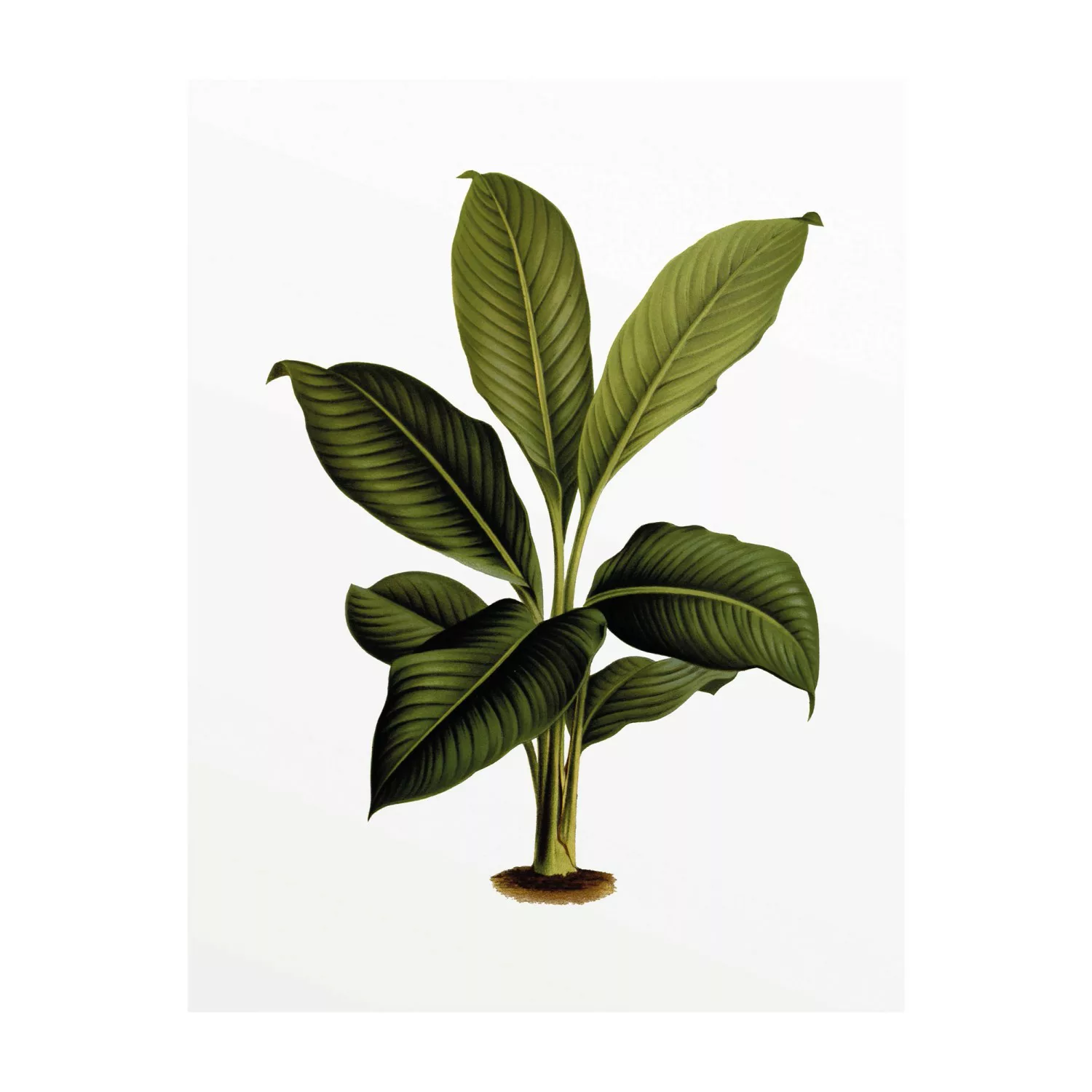 Komar Wandbild Elastica Leaf 40 cm x 50 cm günstig online kaufen