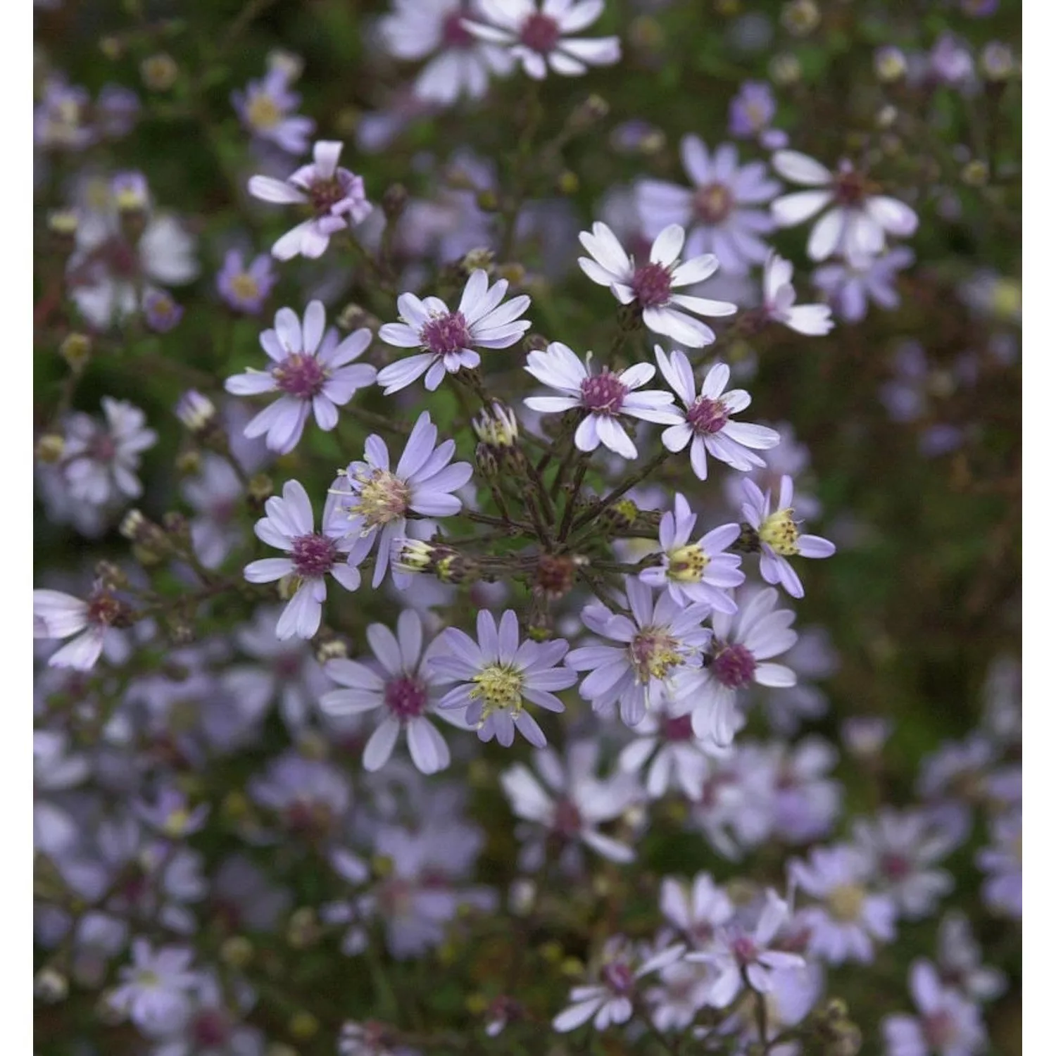 Schleieraster Blue Heaven - Aster cordifolius günstig online kaufen