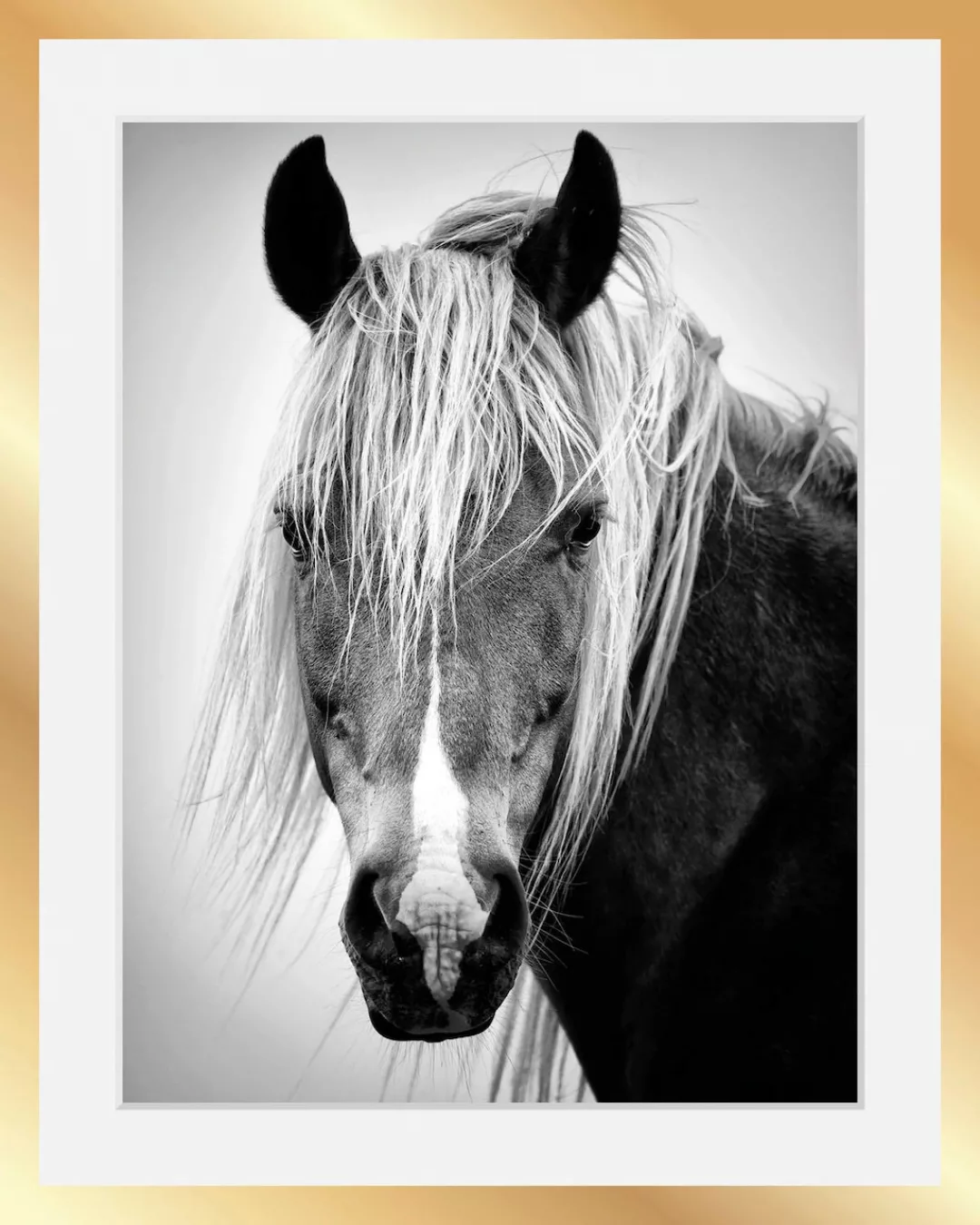 queence Bild "Pferdekopf" günstig online kaufen