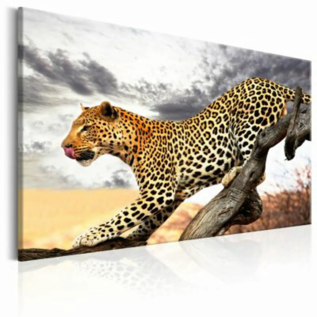 artgeist Wandbild Predatory Stare mehrfarbig Gr. 60 x 40 günstig online kaufen