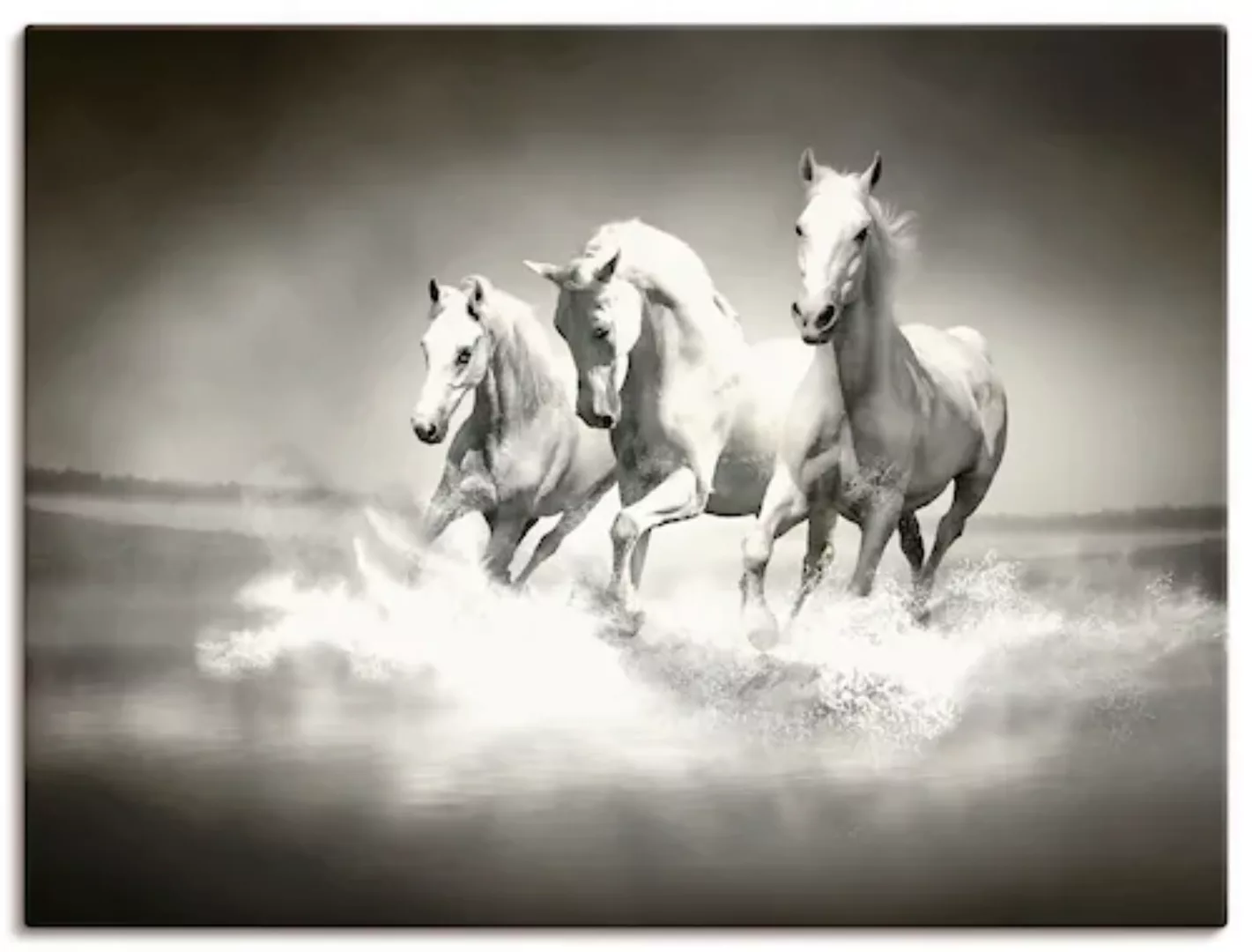 Artland Leinwandbild "Herde von weißen Pferden", Haustiere, (1 St.), auf Ke günstig online kaufen