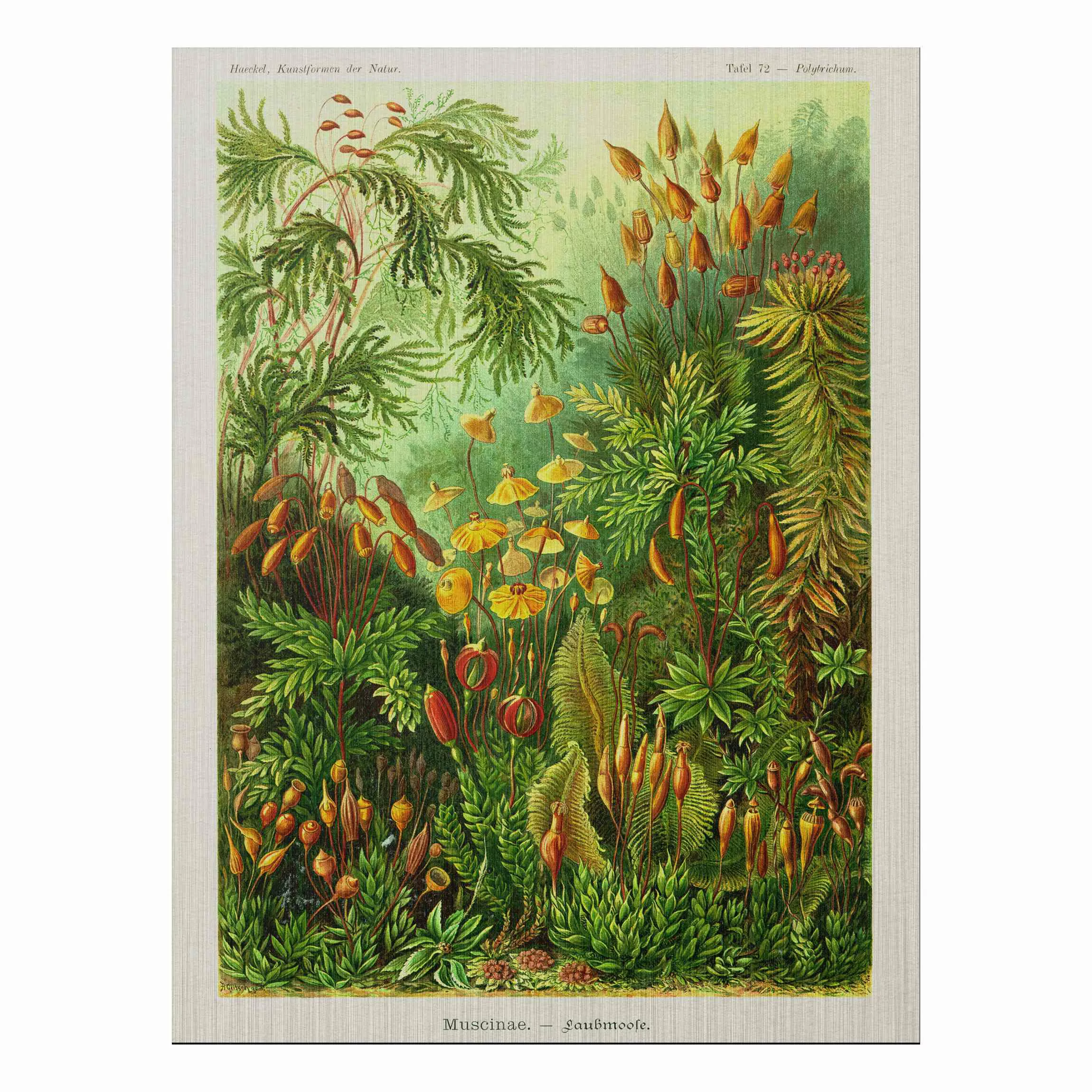 Alu-Dibond Bild Blumen - Hochformat 3:4 Vintage Lehrtafel Moos günstig online kaufen