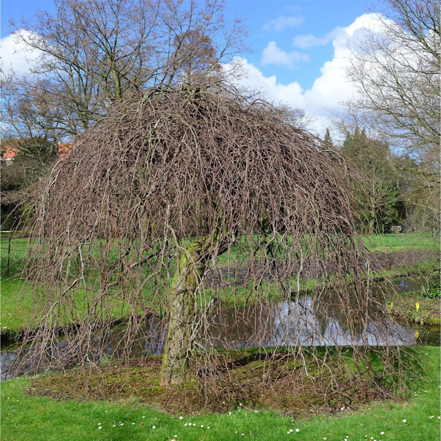 Rote Süntelbuche Gespensterbuche 40-50cm - Fagus sylvatica günstig online kaufen