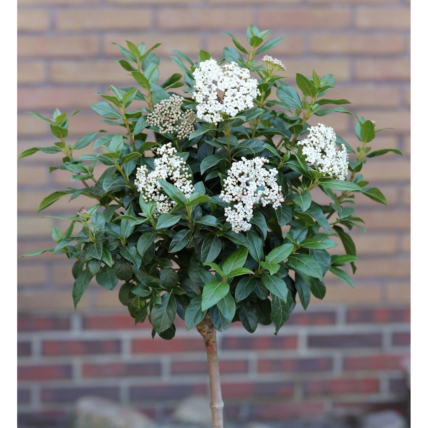 Hochstamm Mittelmeer Schneeball 60-80cm - Viburnum tinus günstig online kaufen