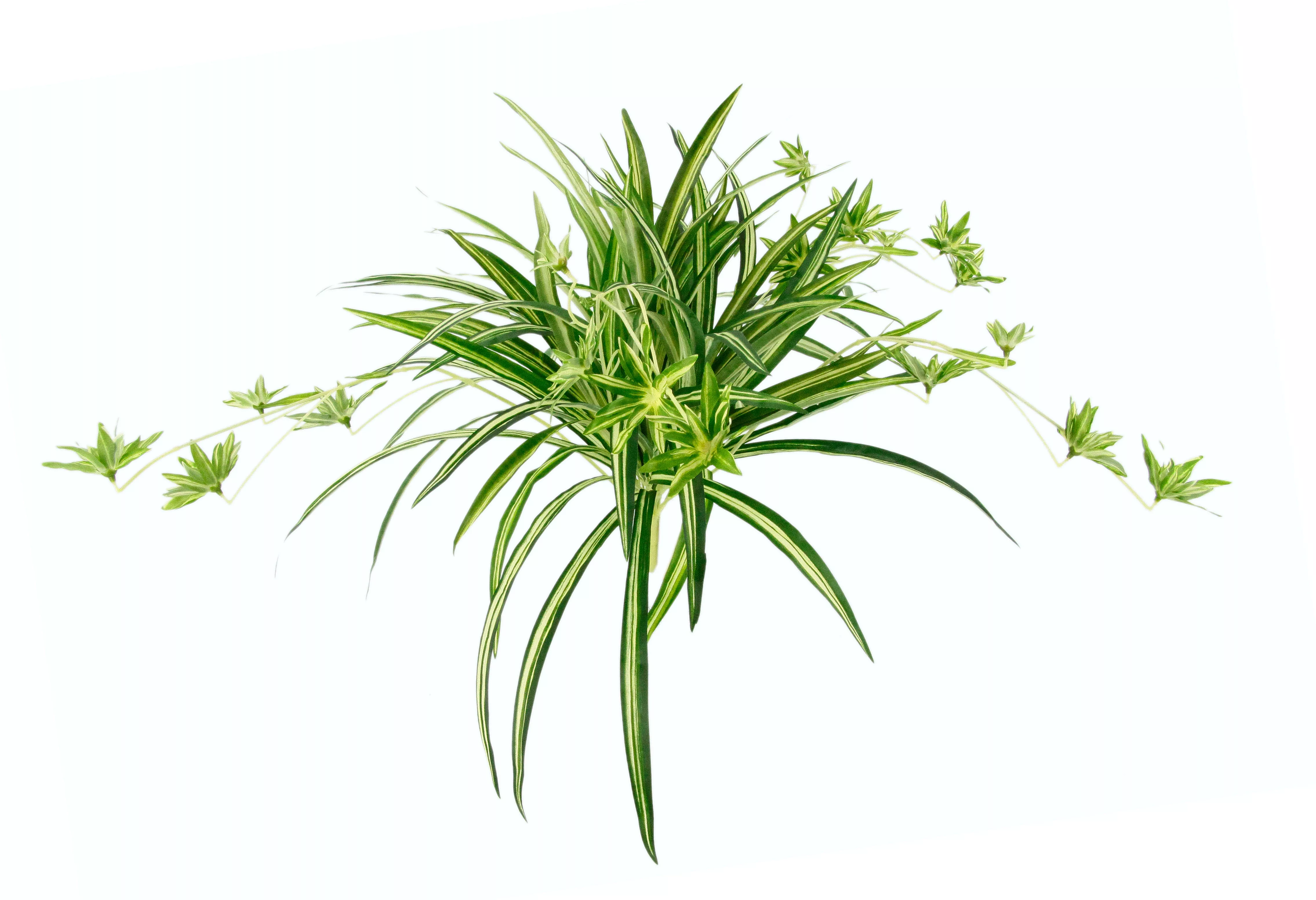 I.GE.A. Kunstpflanze "Wasserlilie" günstig online kaufen