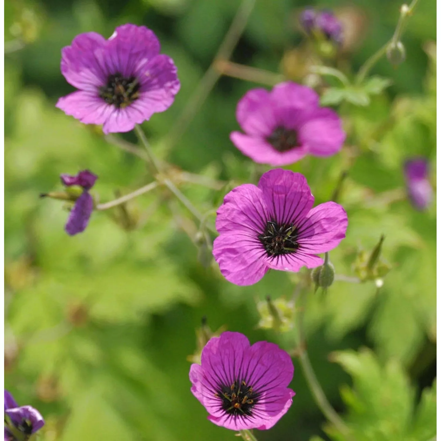 Schwarzäugiger Storchschnabel - Geranium psilostemon günstig online kaufen