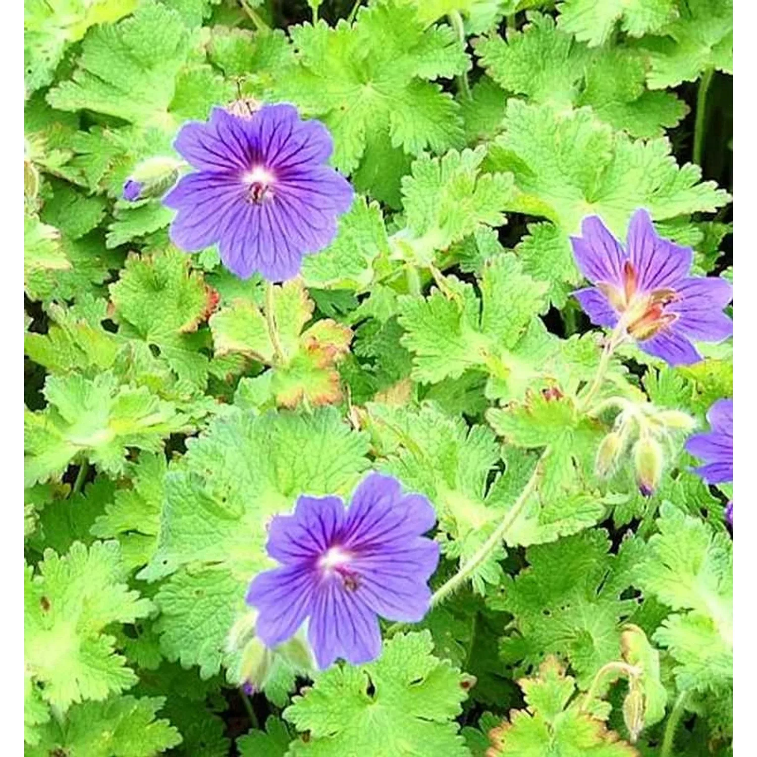 Blauviolett Storchenschnabel - Geranium ibericum günstig online kaufen