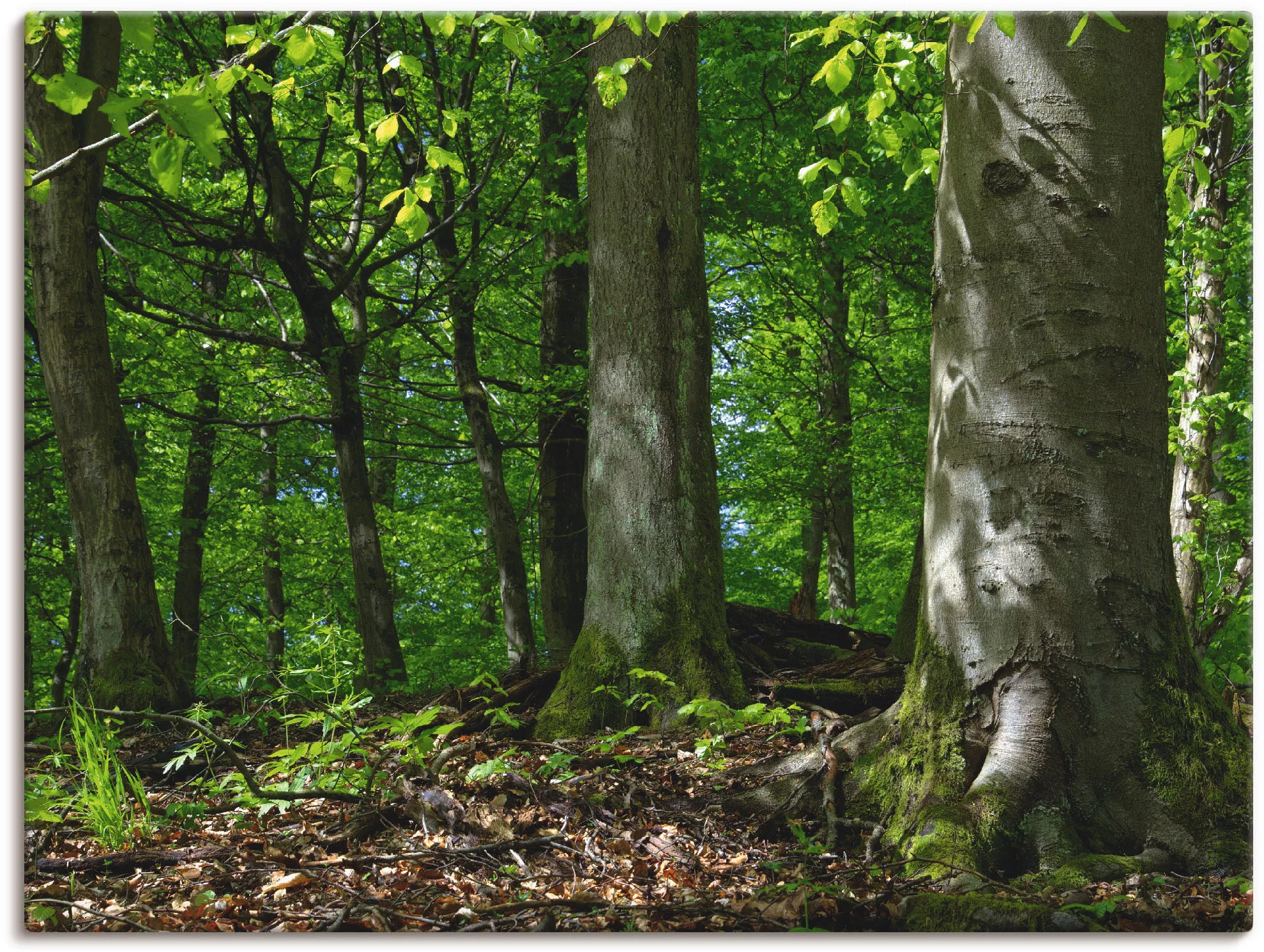 Artland Leinwandbild "Frühling im Buchenwald", Wald, (1 St.), auf Keilrahme günstig online kaufen