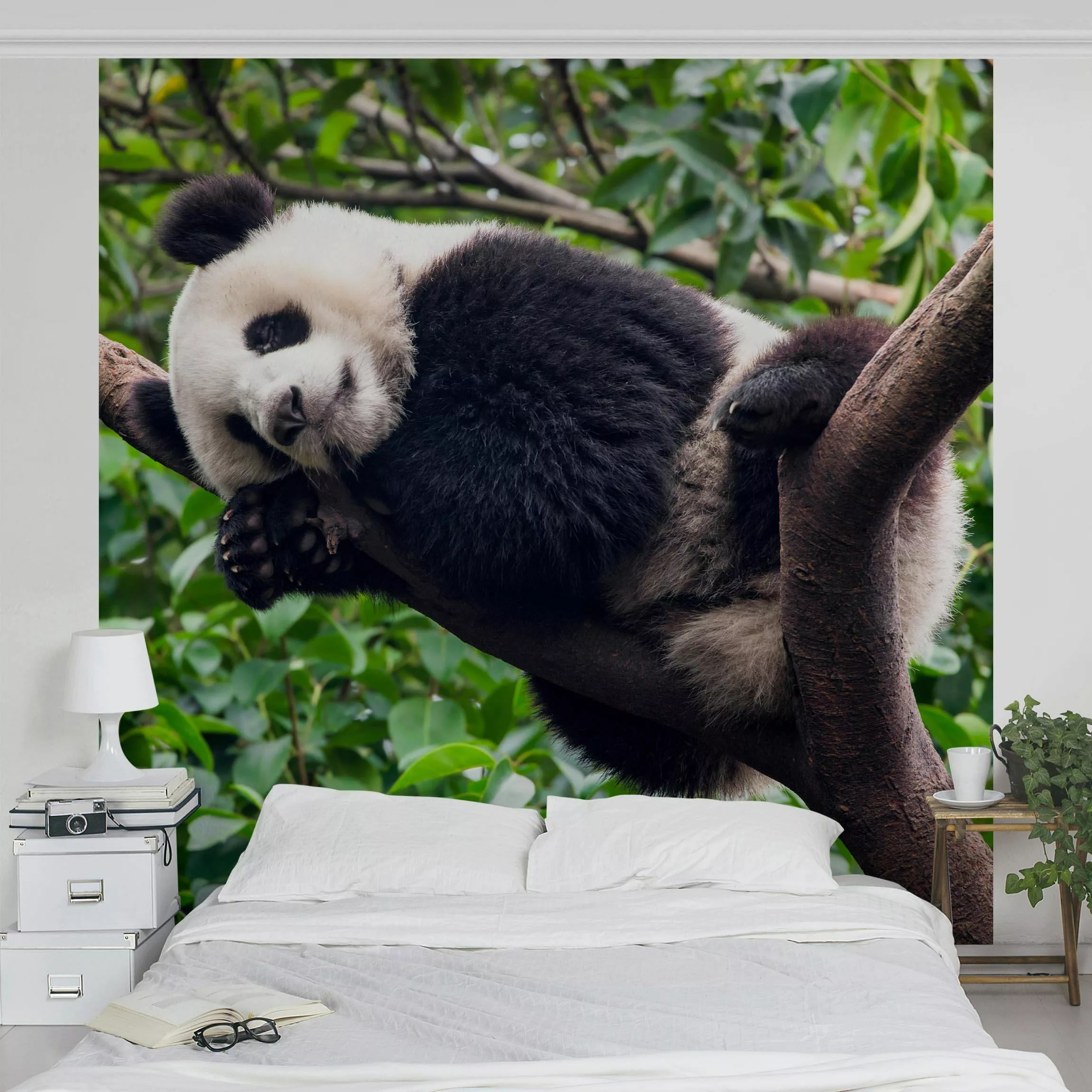 Fototapete Schlafender Panda auf Ast günstig online kaufen
