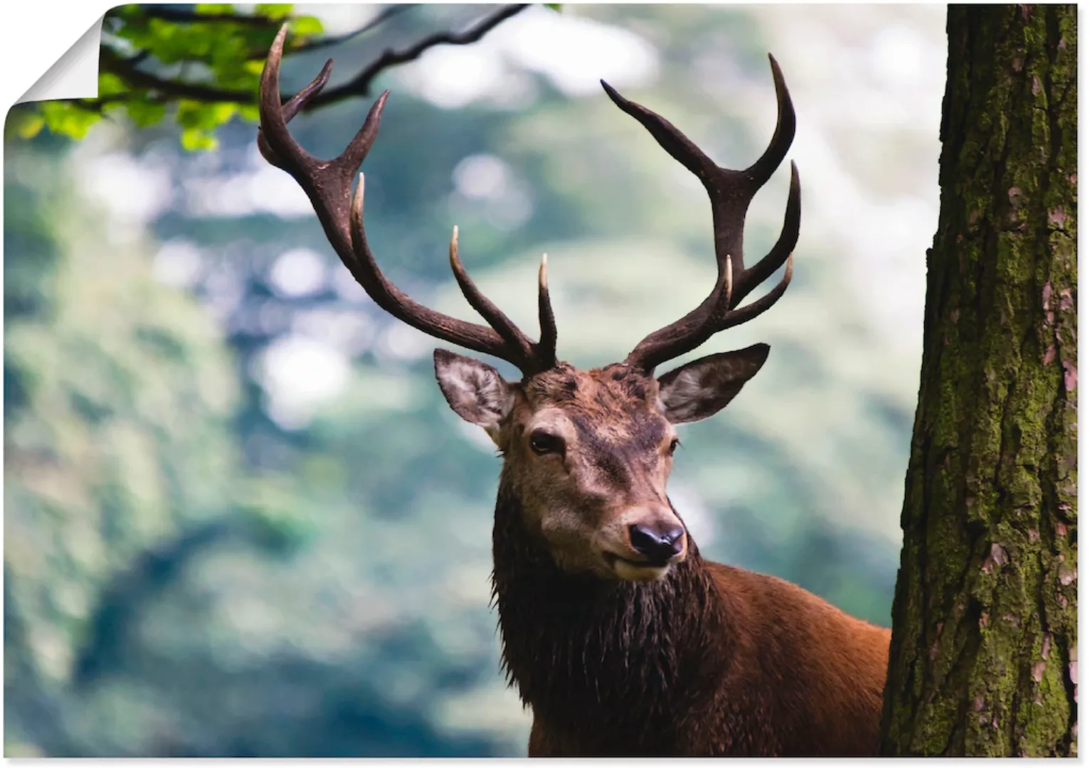 Artland Wandbild "Hirsch", Wildtiere, (1 St.), als Alubild, Outdoorbild, Le günstig online kaufen