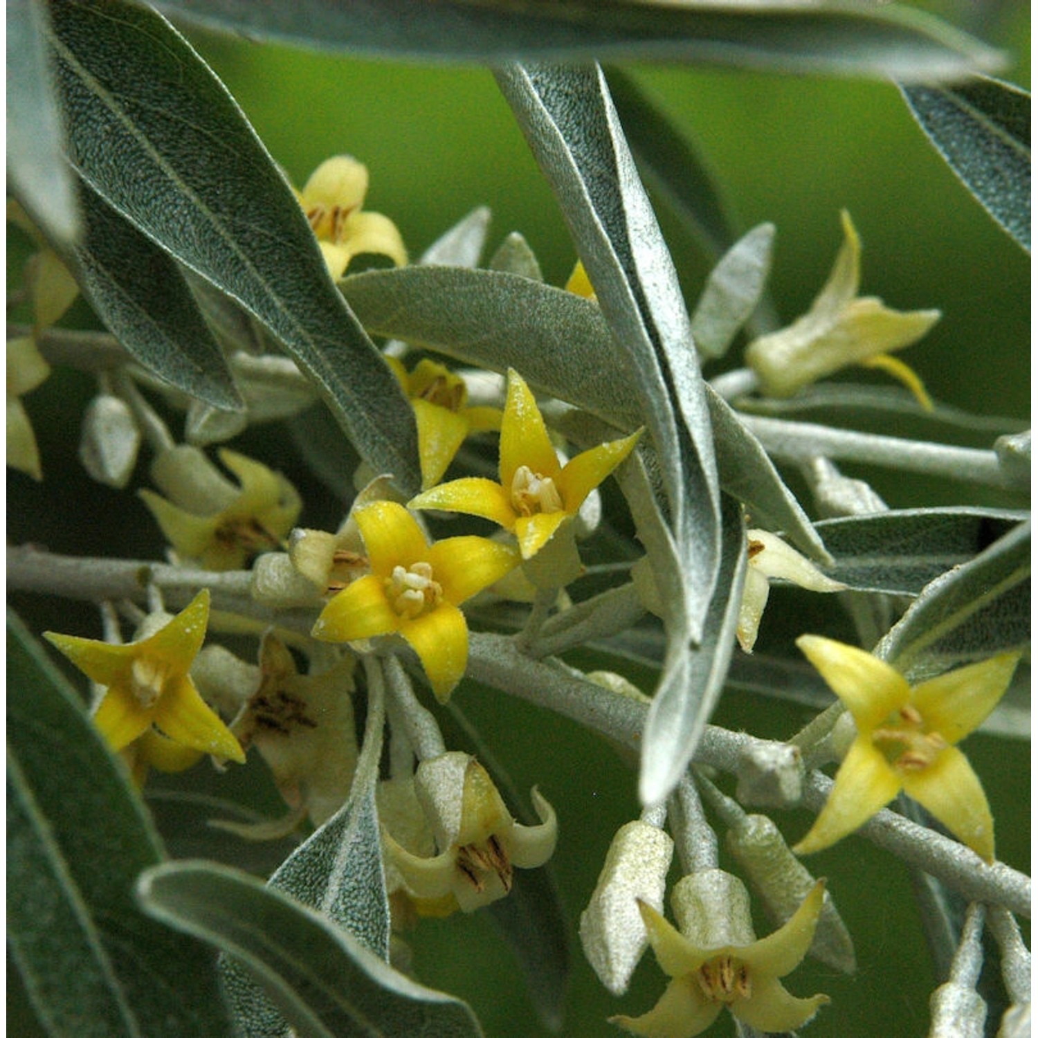 Schmalblättrige Ölweide 80-100cm - Elaeagnus angustifolia günstig online kaufen