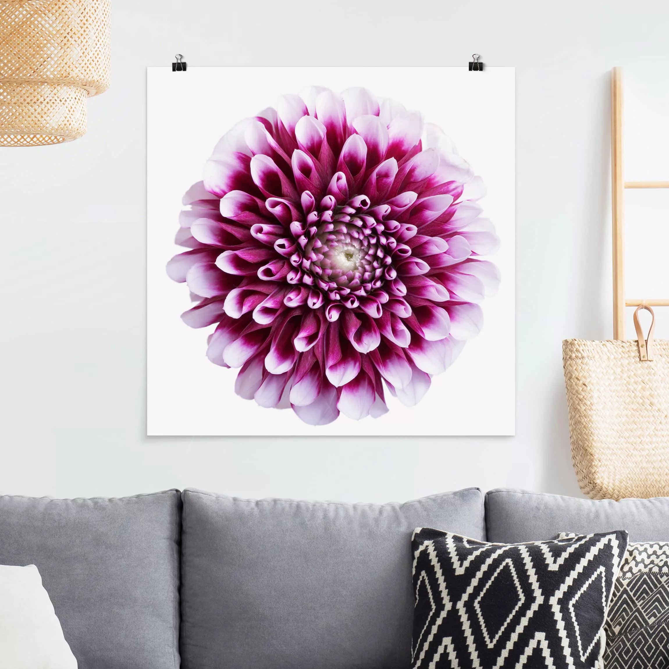 Poster Blumen - Quadrat Aster günstig online kaufen