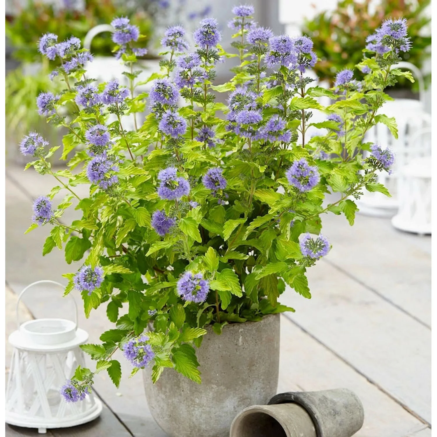 Bartblume Hint of Gold 30-40cm - Caryopteris clandonensis günstig online kaufen