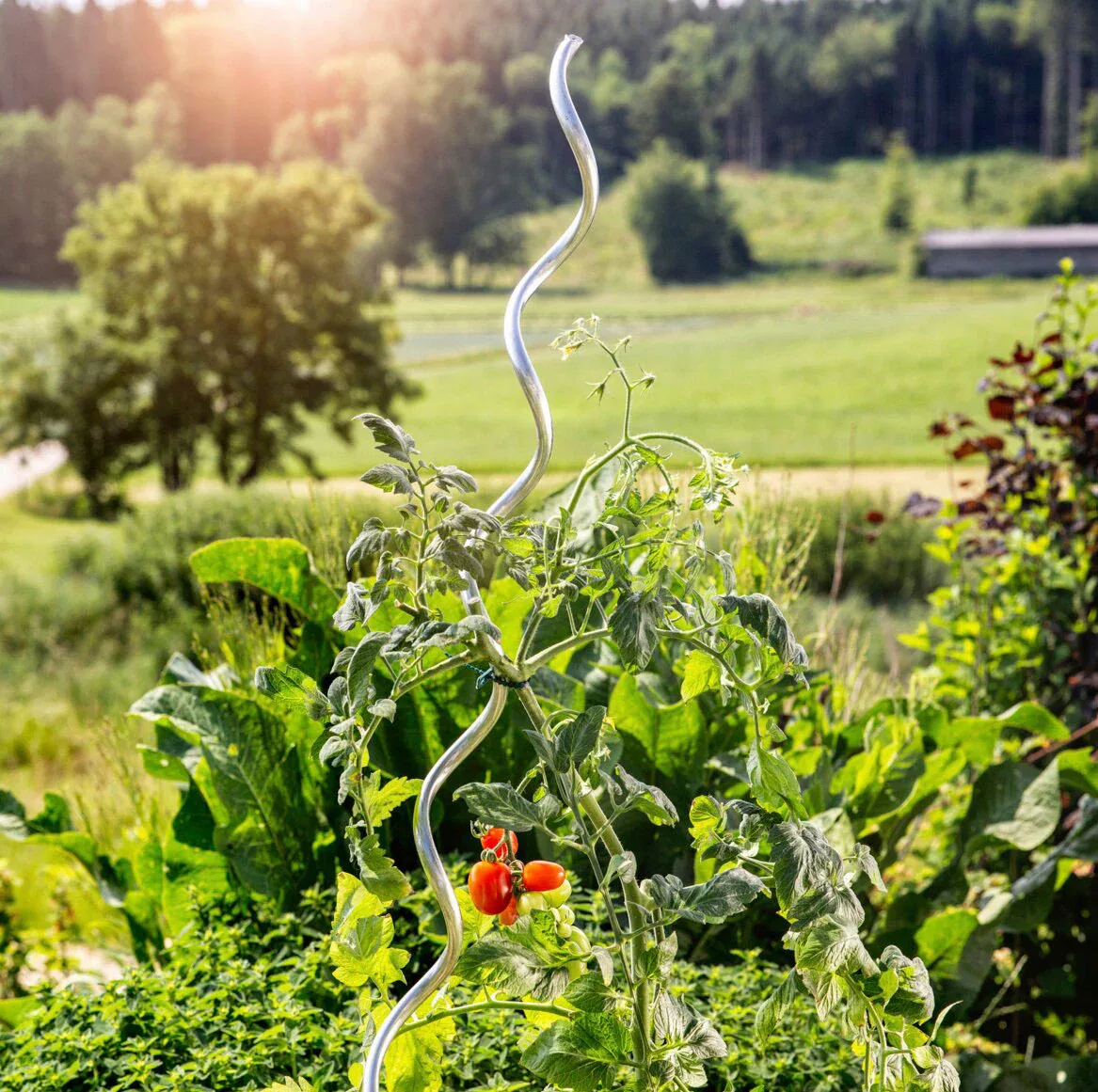 Windhager Rankhilfe, (Set, 10 St.), Tomatenstäbe aus Aluminium, H: 180 cm günstig online kaufen