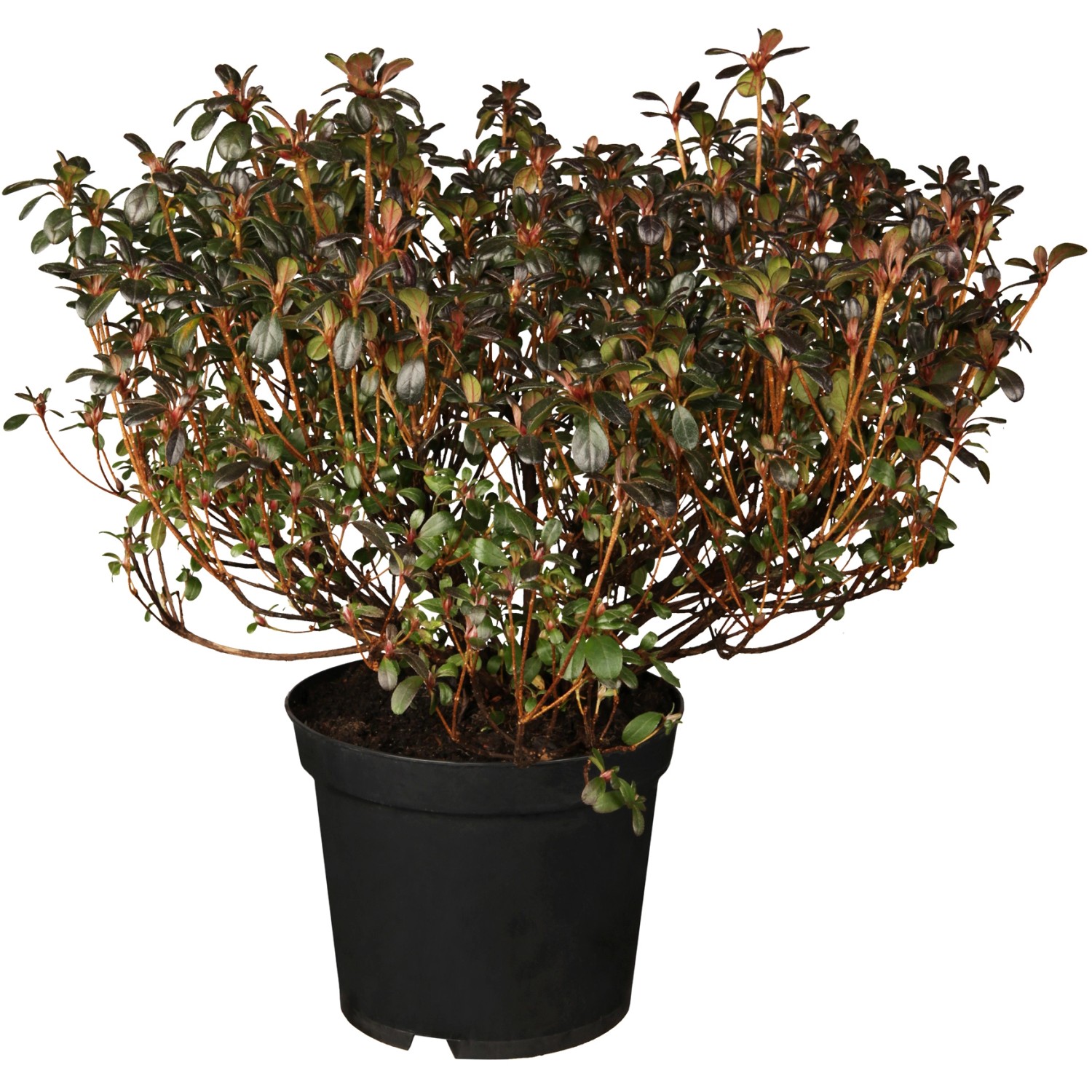 OBI Japanische Azalee Canzonetta Rot Höhe ca. 5 - 10 cm Topf ca. 2 l Azalea günstig online kaufen