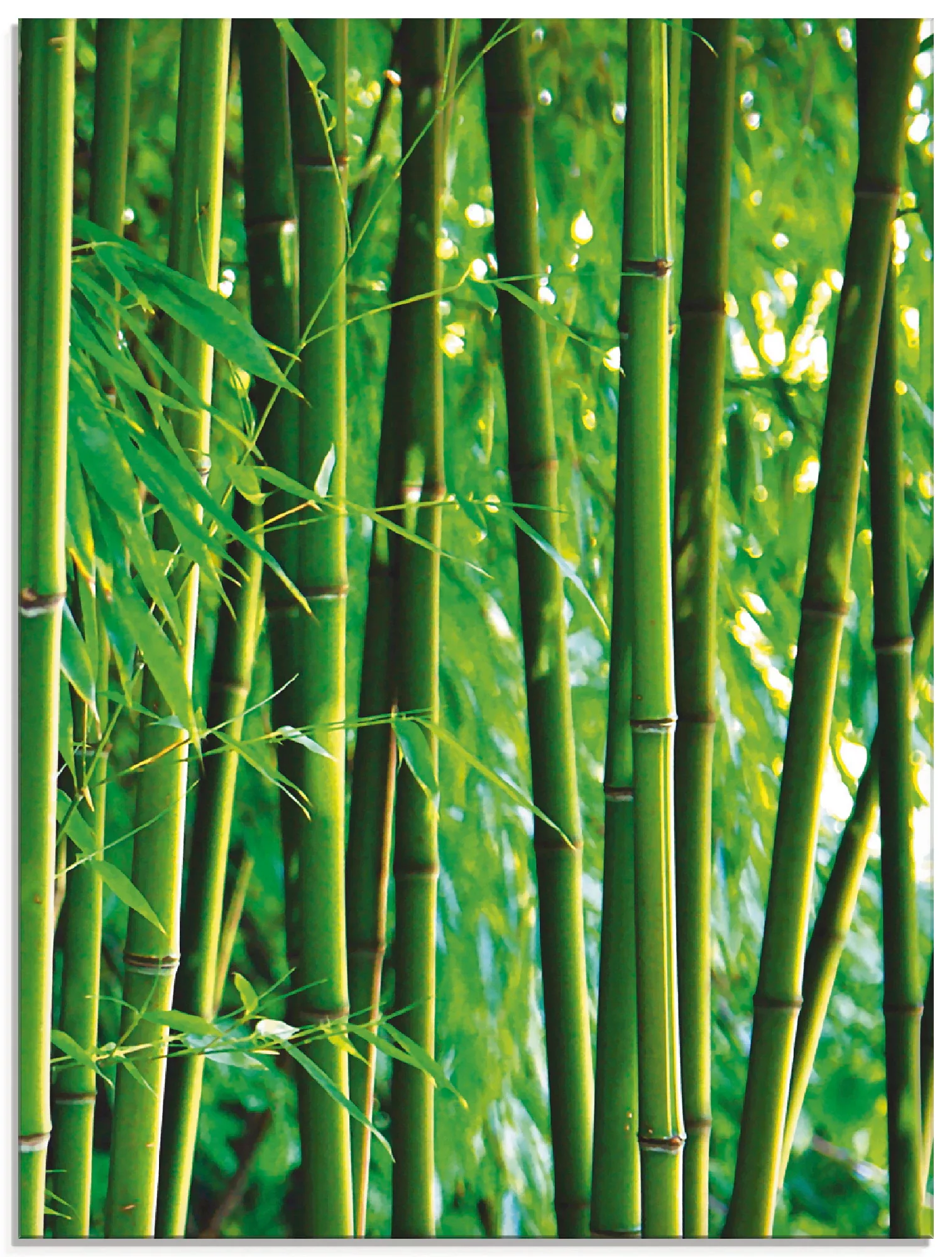 Artland Glasbild »Bambus III«, Gräser, (1 St.), in verschiedenen Größen günstig online kaufen