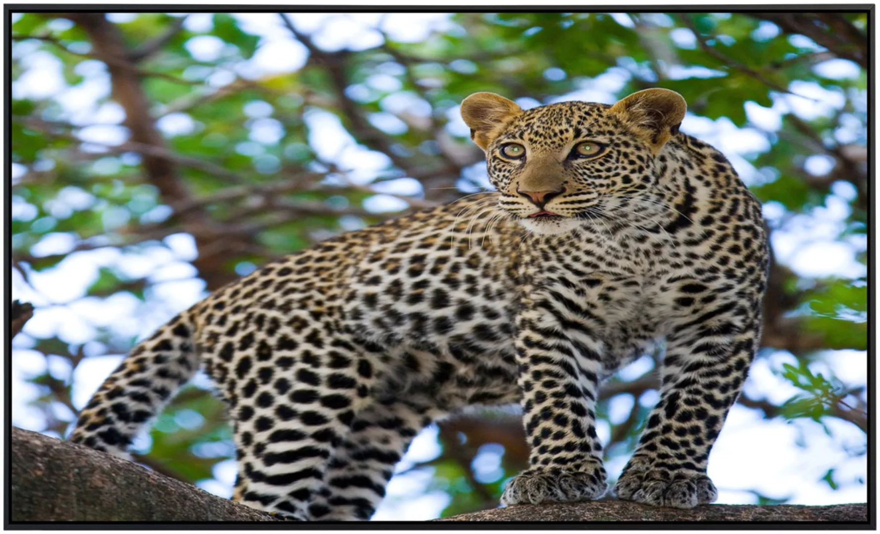 Papermoon Infrarotheizung »Leopard auf dem Baum«, sehr angenehme Strahlungs günstig online kaufen