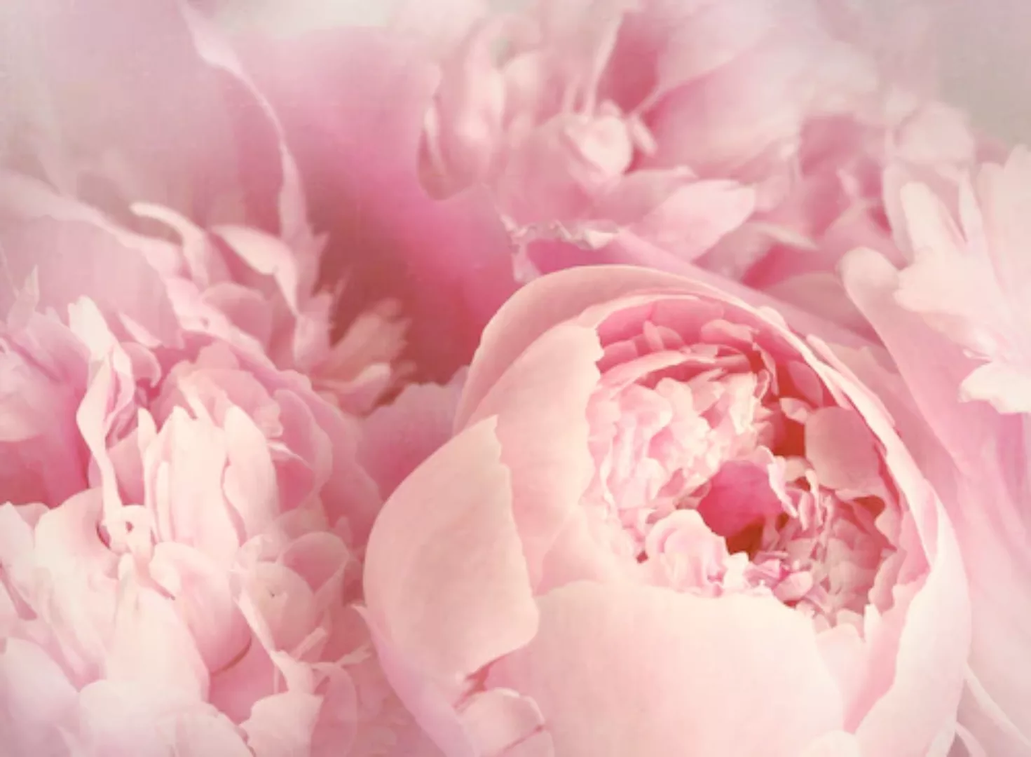 Papermoon Fototapete »Peony Flowers« günstig online kaufen