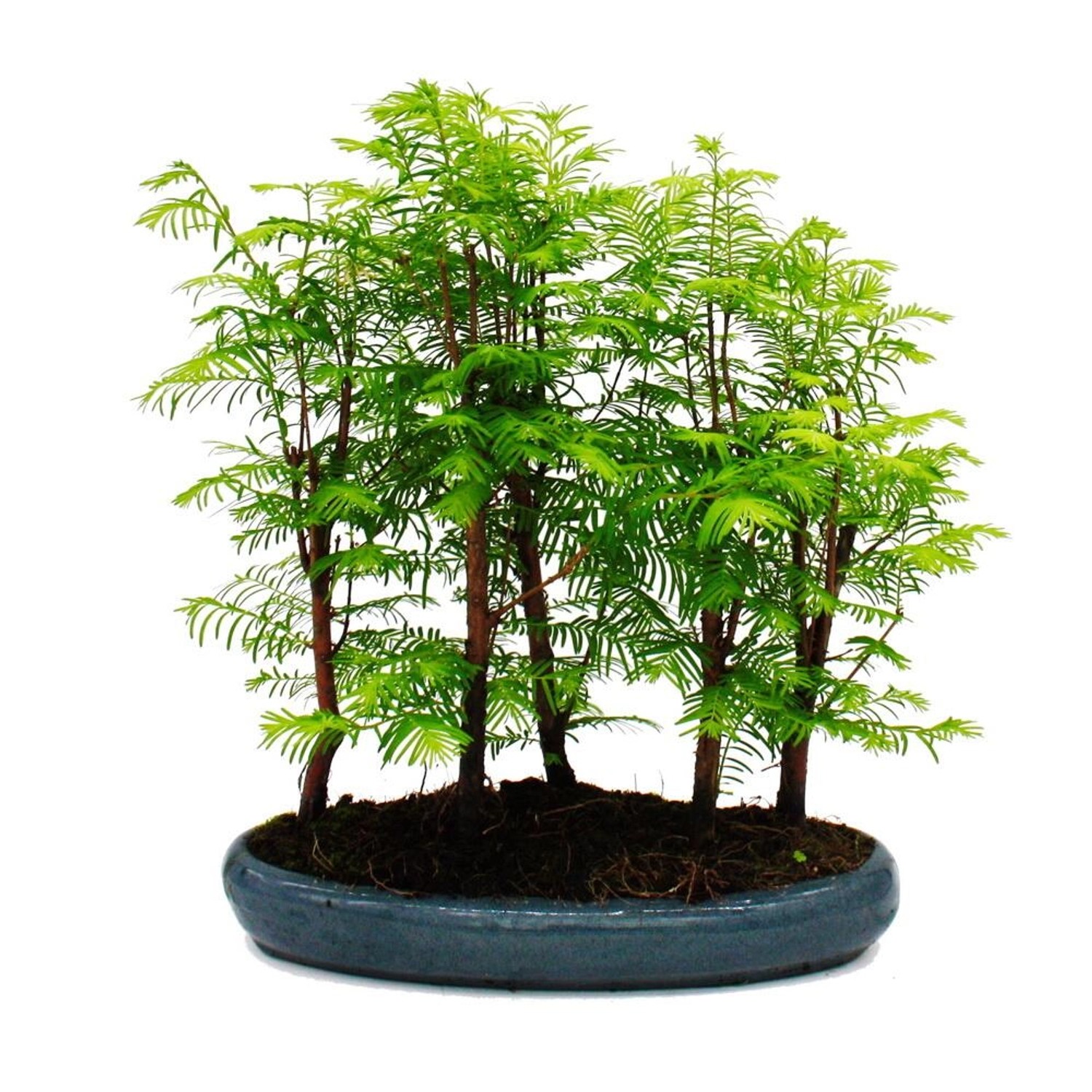 Exotenherz Outdoor-Bonsai Metasequoia Glyptostroboides Größer Wald mit 5-7 günstig online kaufen