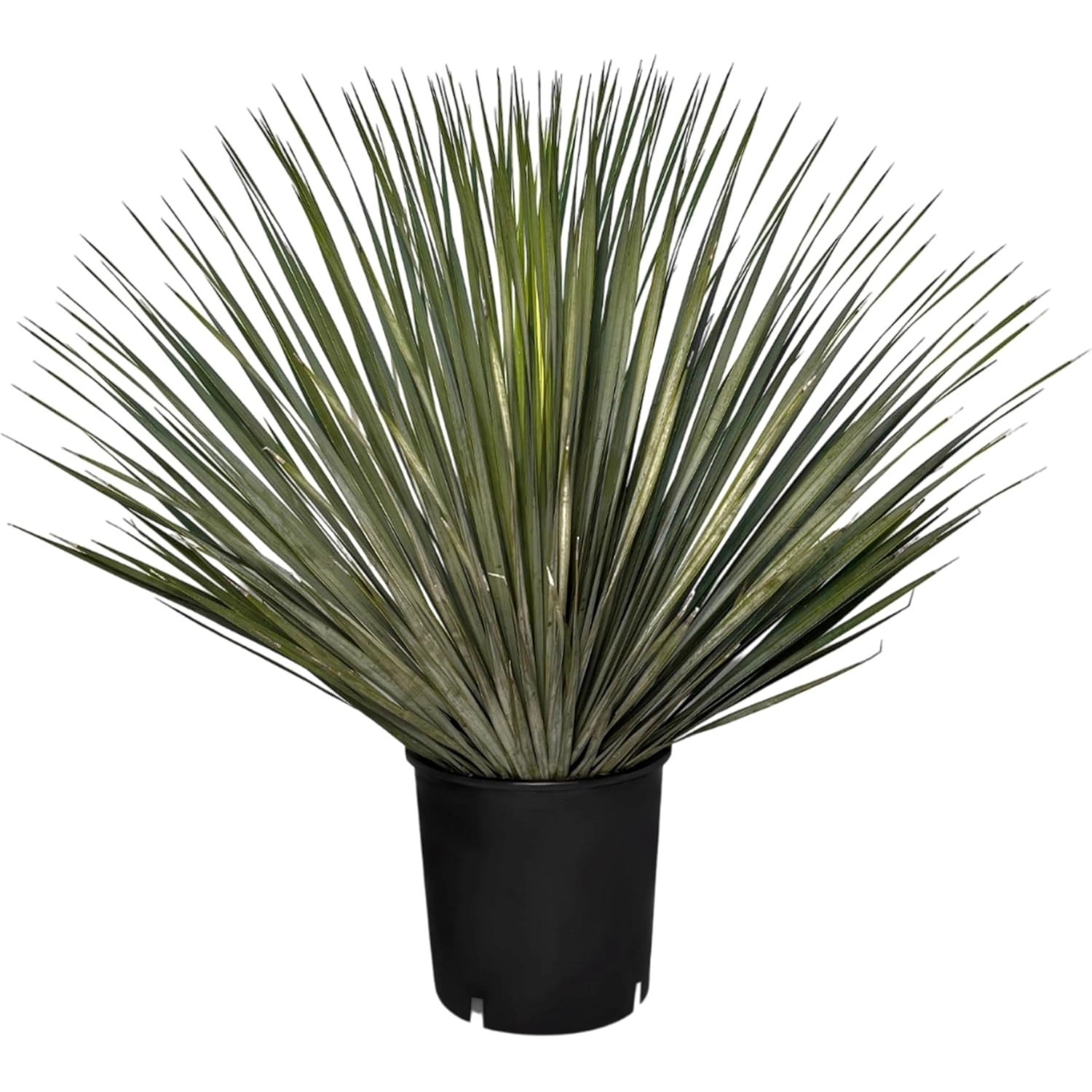 Sunny-Tree Mediterrane Yucca Rostrata Palmlilie - Winterharte Pflanze bis - günstig online kaufen