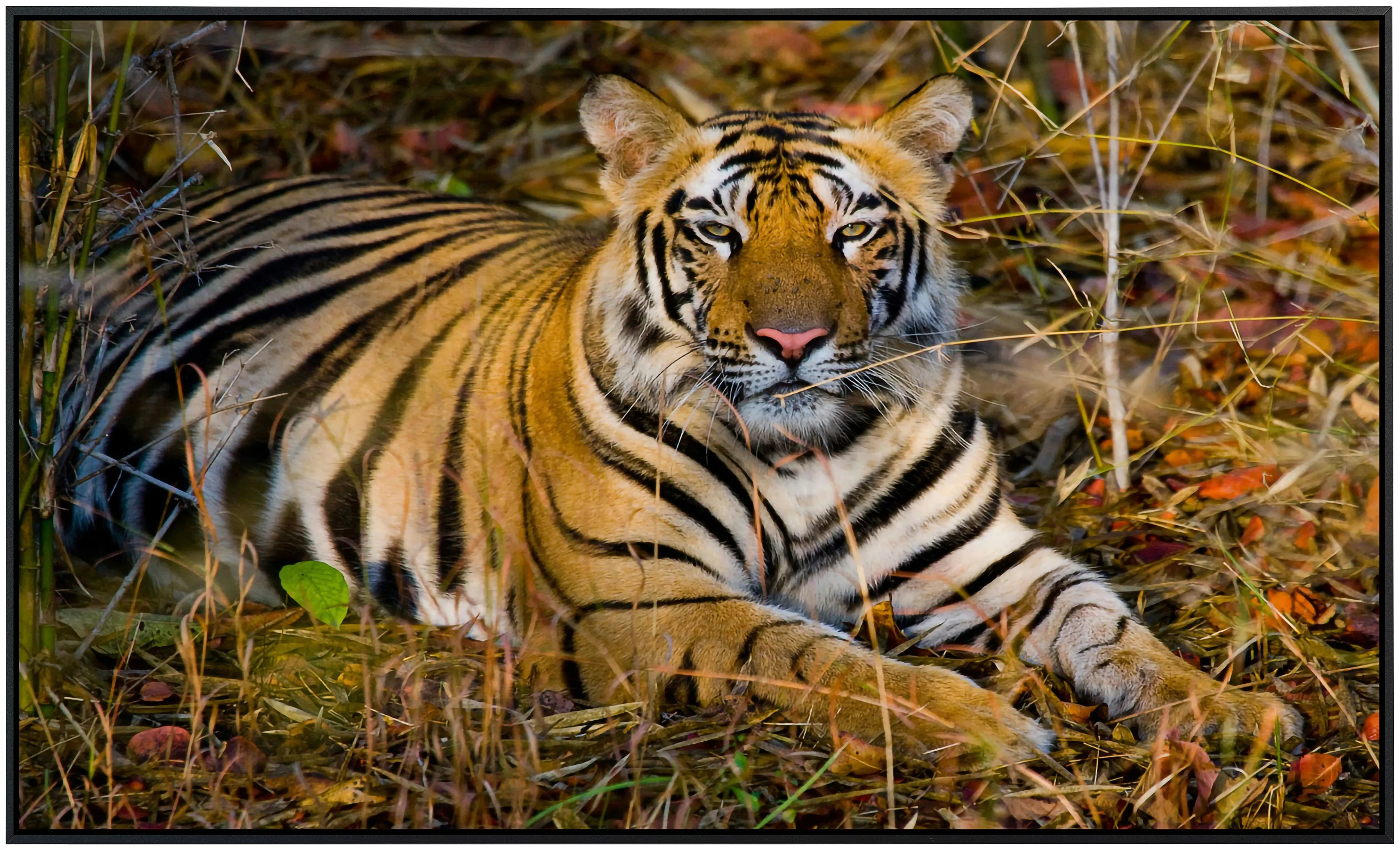 Papermoon Infrarotheizung »Tiger« günstig online kaufen