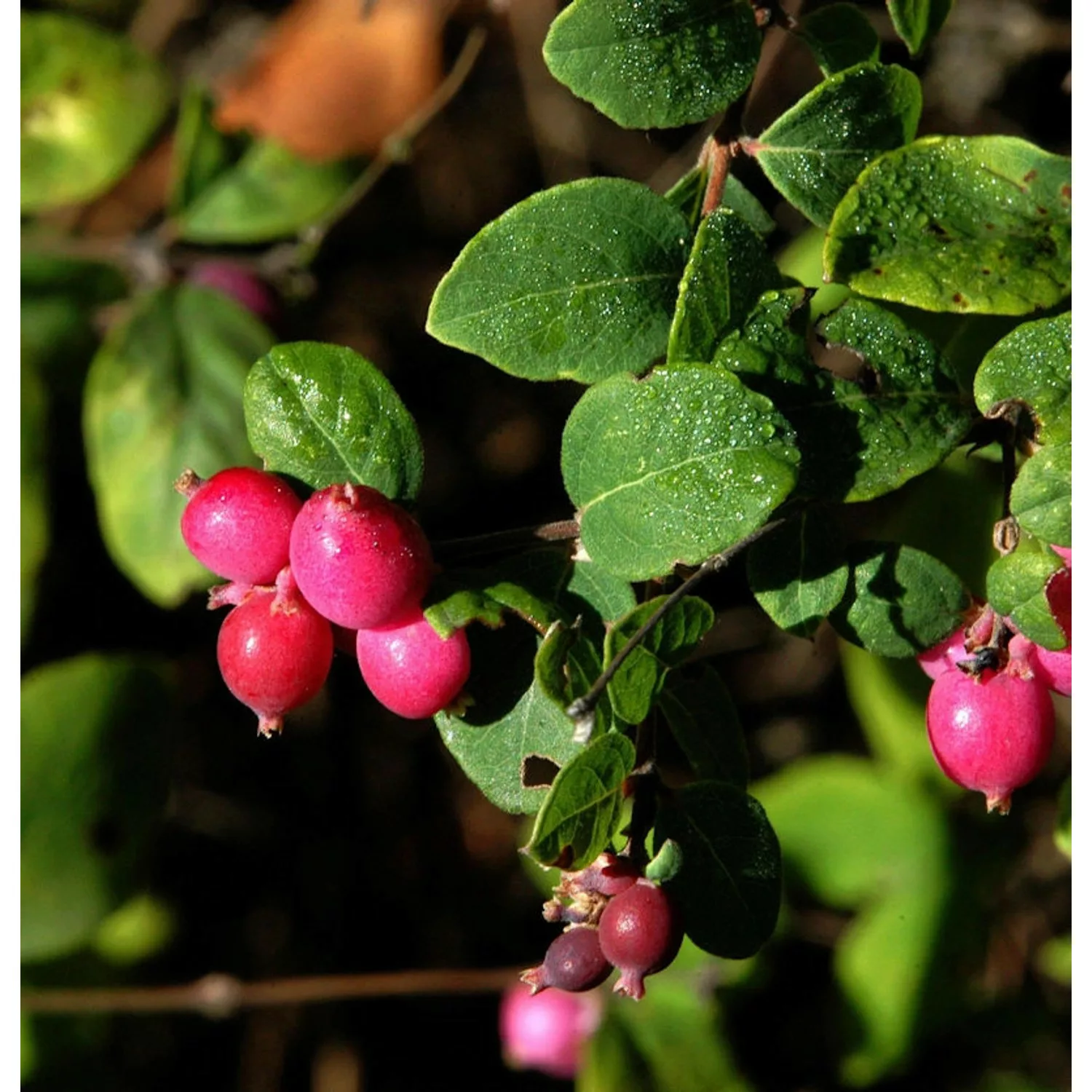 Hochstamm Schneebeere Symphony Rumble 80-100cm - Symphoricarpos günstig online kaufen
