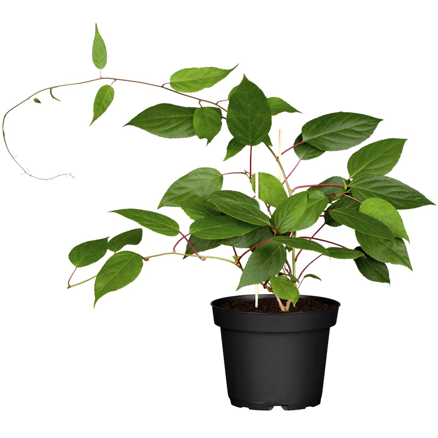 GROW by OBI Bio Männliche Kiwi Prince Jumbo Höhe ca. 30 - 40 cm Topf ca. 3 günstig online kaufen