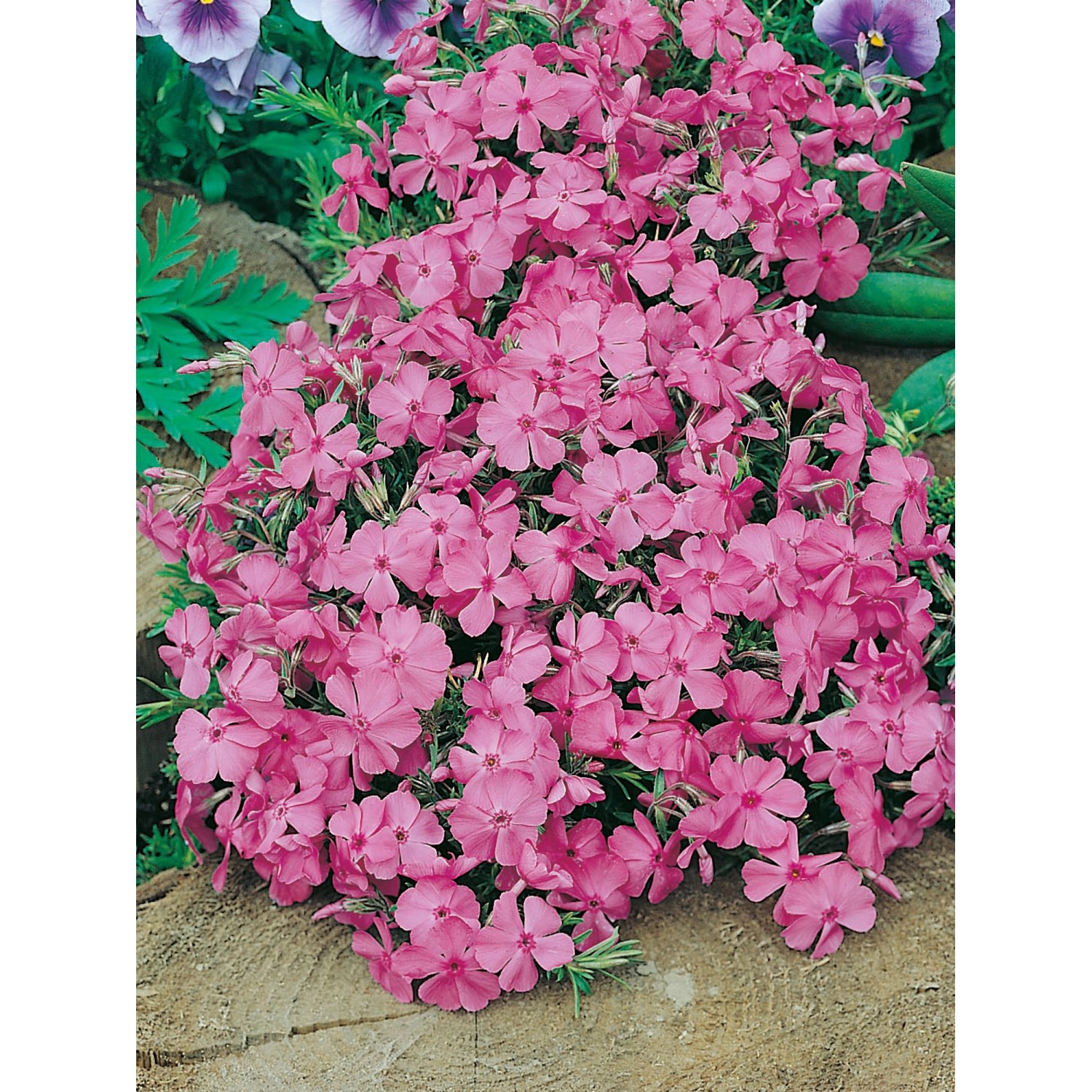 Polsterphlox McDaniel´s Cushion Rosa Topf-Ø ca. 9 cm x 9 cm Phlox günstig online kaufen