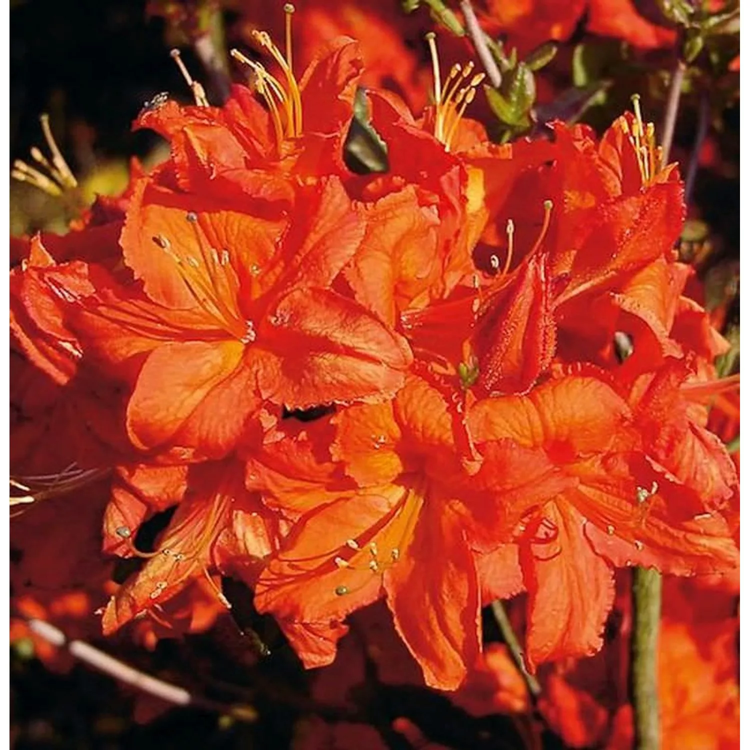 Azalee Fireball 40-50cm - Rhododendron luteum - Alpenrose günstig online kaufen