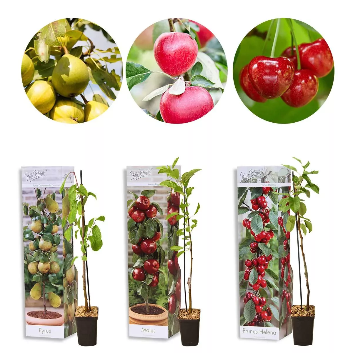 Casa Caron | 3-teilige Mini-Fruchtmischung günstig online kaufen