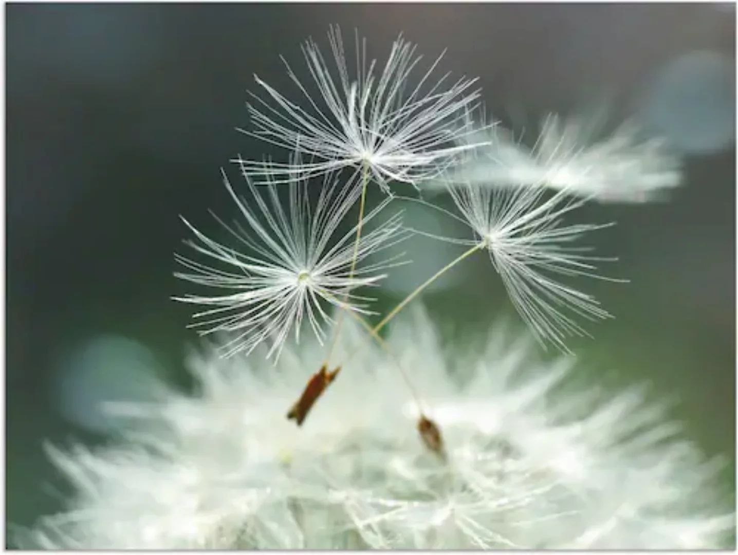 Artland Wandbild »Pusteblume Facility«, Blumen, (1 St.), als Alubild, Outdo günstig online kaufen