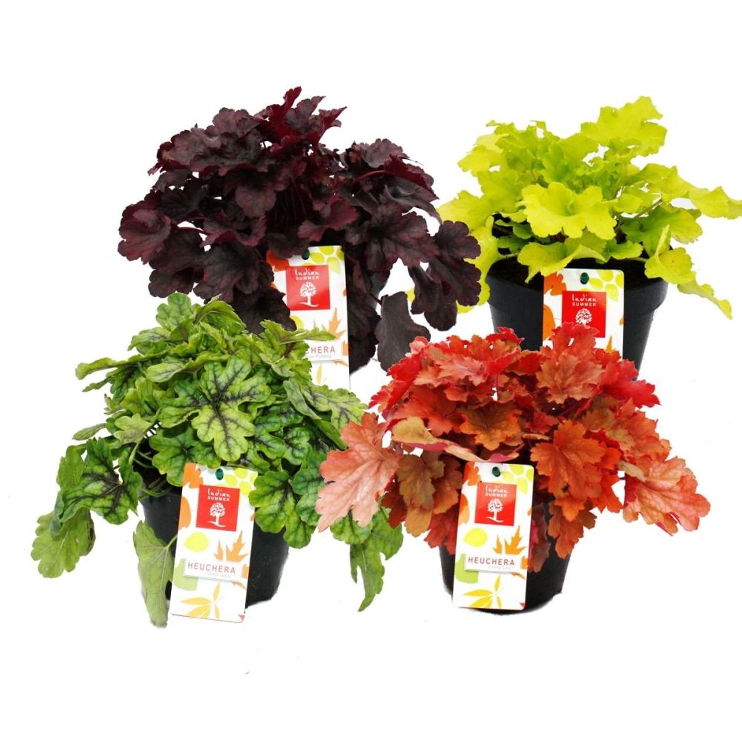 Exotenherz Winterharter Bodendecker Heuchera-Mix Indian Summer 4 Große Pfla günstig online kaufen