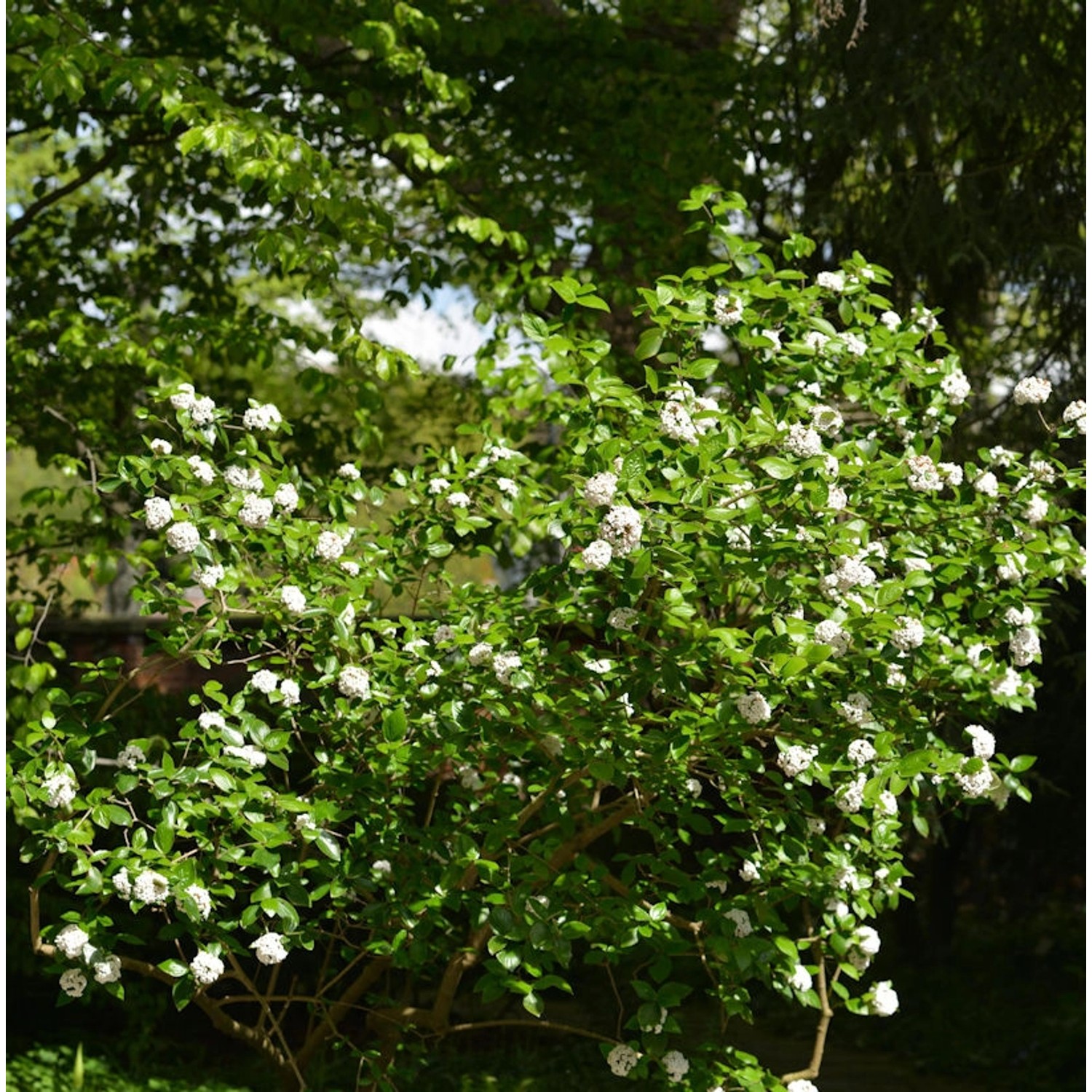 Osterschneeball Conoy 60-80cm - Viburnum burkwoodii günstig online kaufen