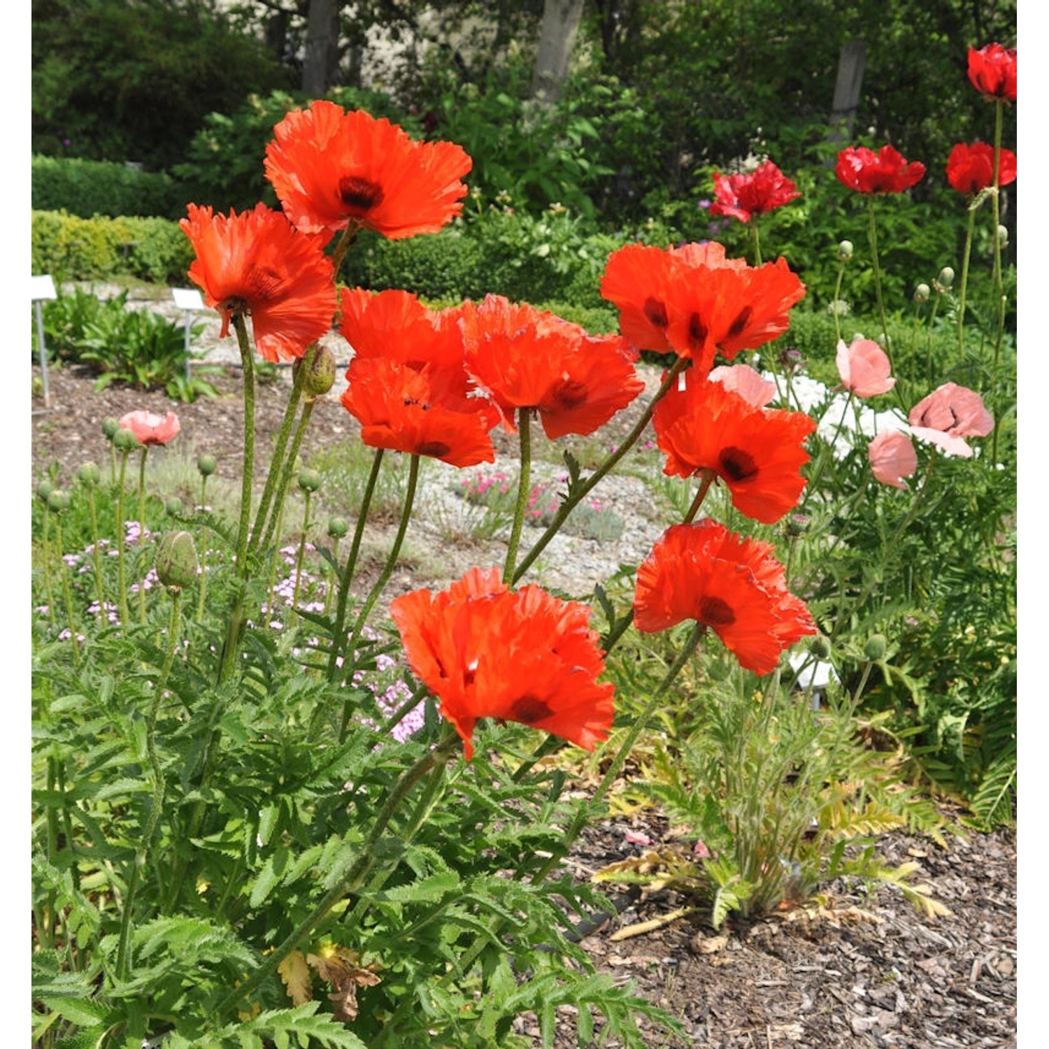 Türkischer Mohn Marcus Perry - Papaver orientale günstig online kaufen