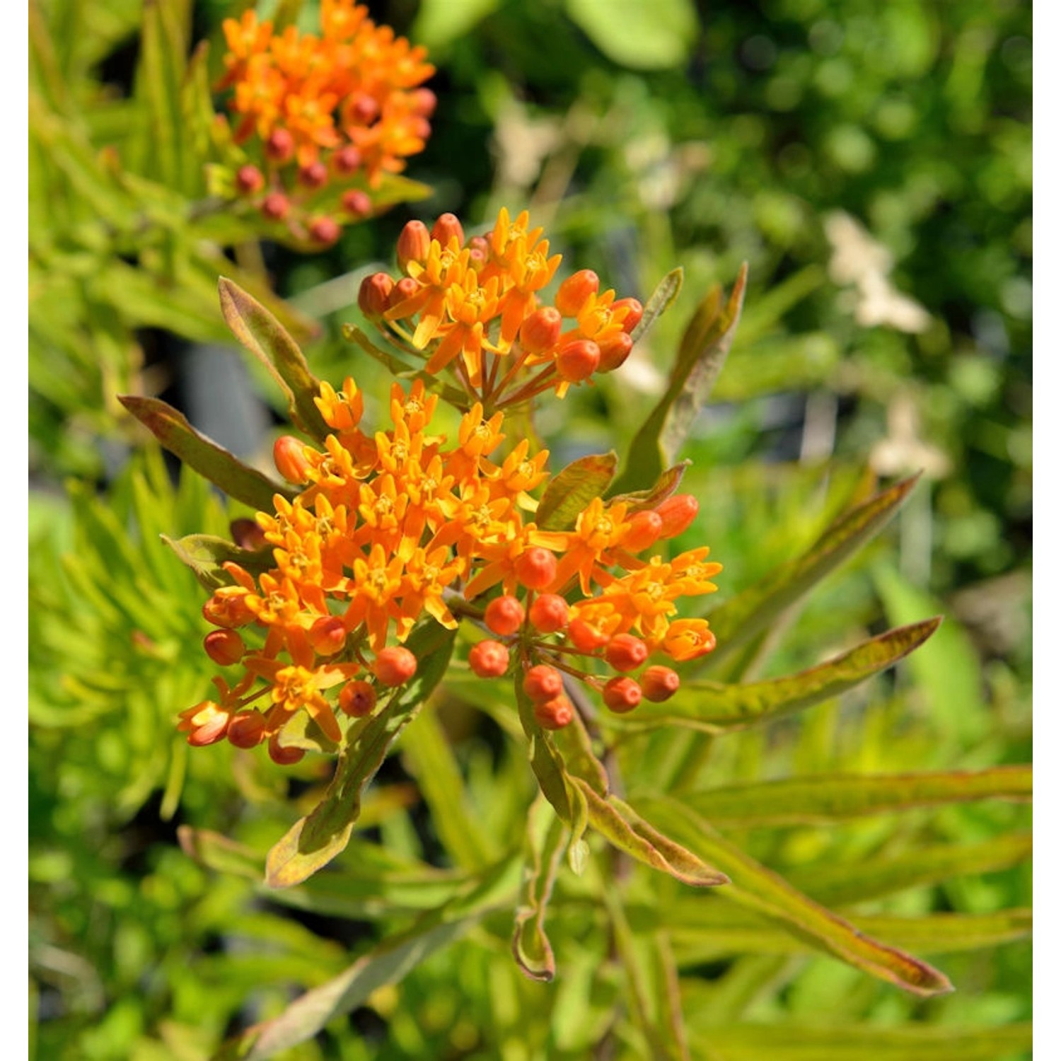 Seidenpflanze tuberosa - Asclepias incarnata günstig online kaufen