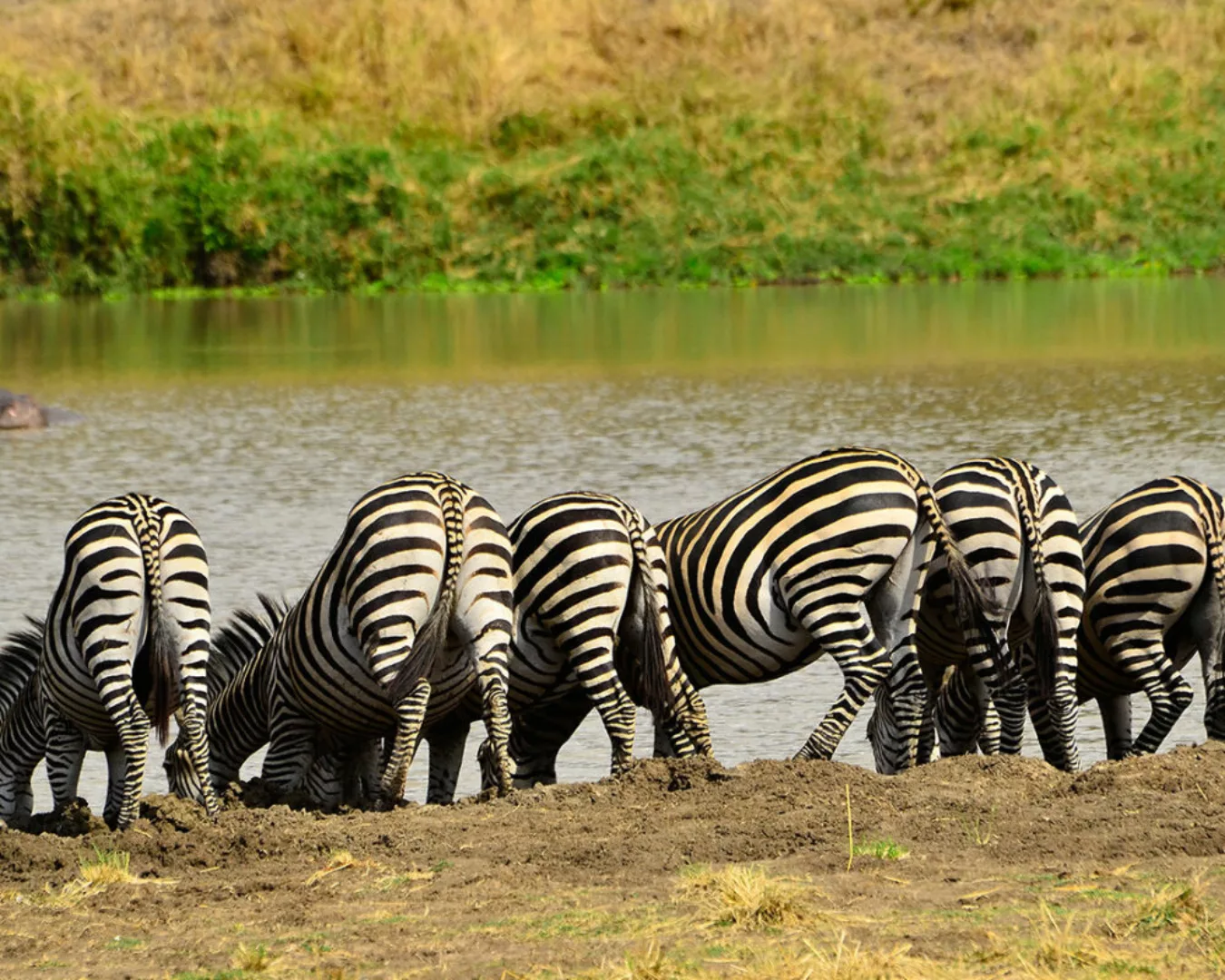 Fototapete "Zebra am Fluss" 4,00x2,50 m / Strukturvlies Klassik günstig online kaufen