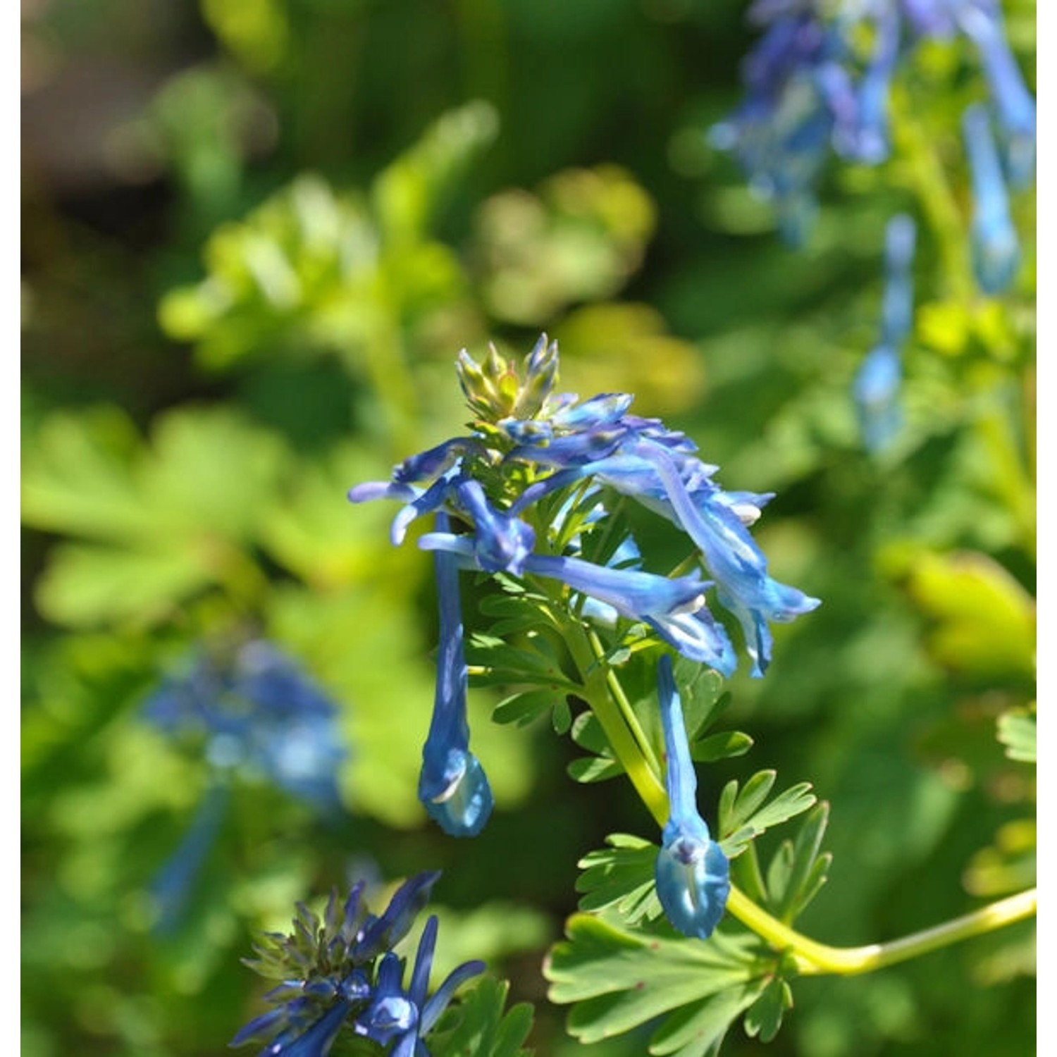 bläulicher Lerchensporn - Corydalis elata günstig online kaufen