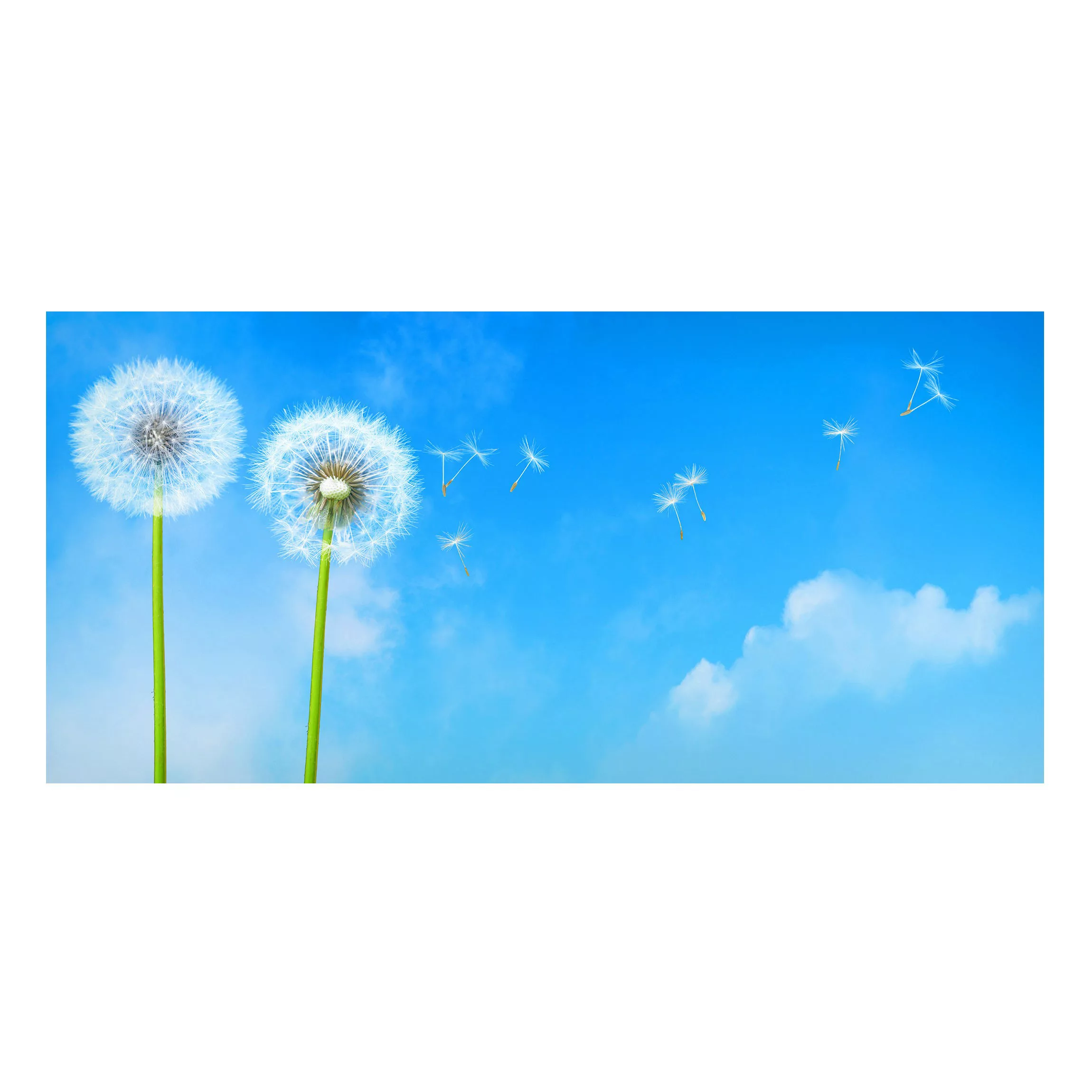 Magnettafel Blumen - Querformat 2:1 Flying Seeds günstig online kaufen