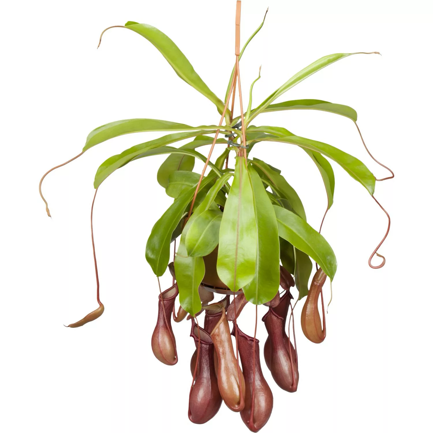 Kannenpflanze Ampel Topf-Ø ca. 14 cm Nepenthes günstig online kaufen