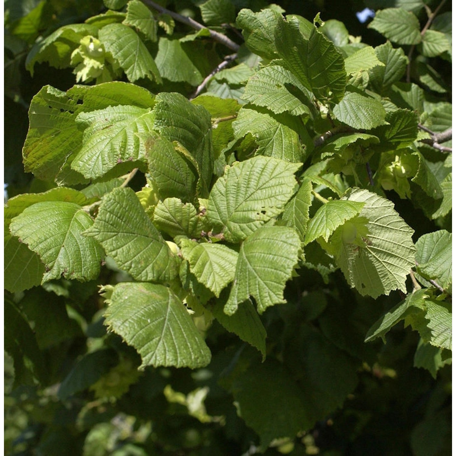 Hasel Fertile de Coutard 60-80cm - Corylus avellana günstig online kaufen