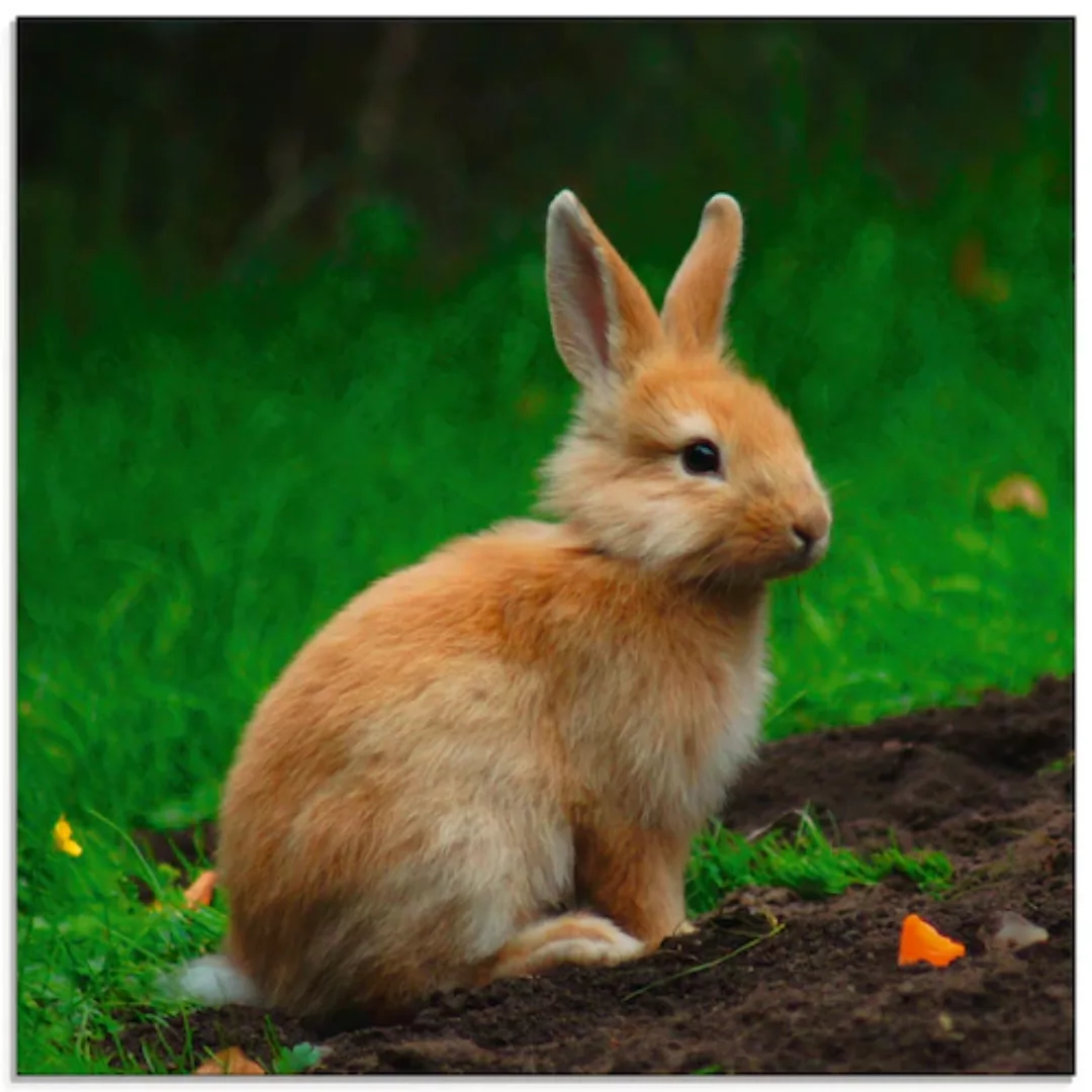 Artland Glasbild "Zwergkaninchen im Grünen", Wildtiere, (1 St.), in verschi günstig online kaufen