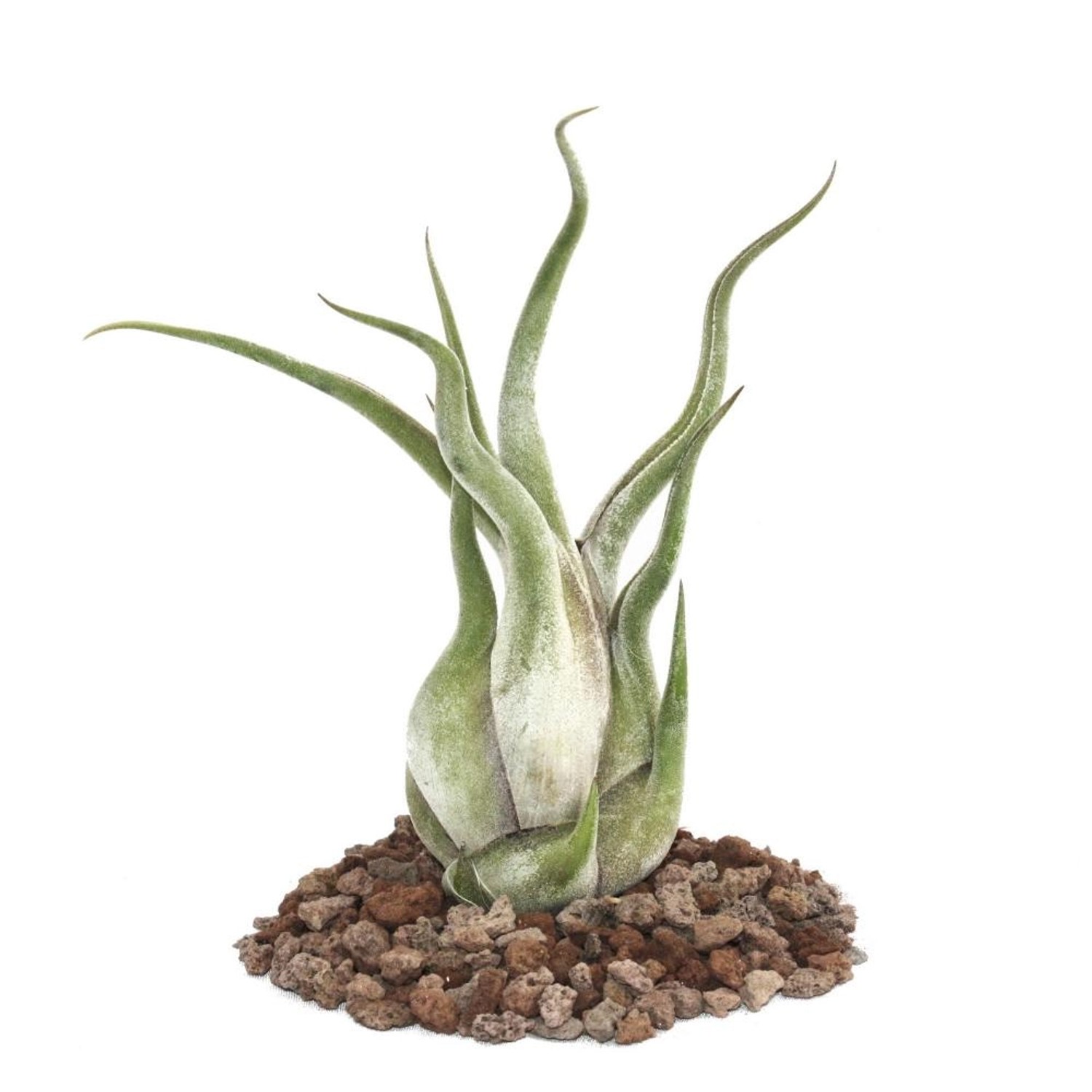 Exotenherz Tillandsia Caput-Medusae Lose Pflanze Gross günstig online kaufen