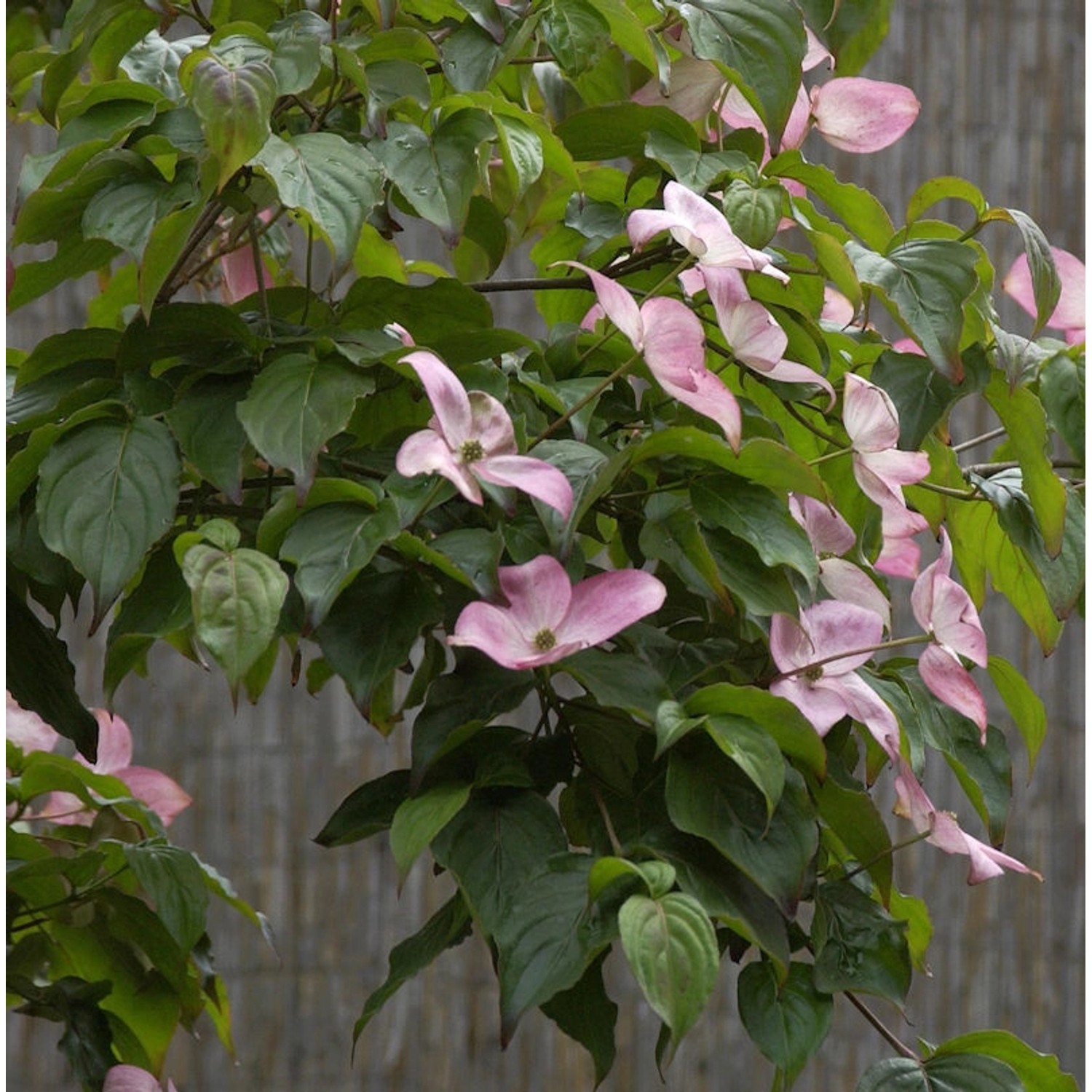 Japanischer Blumenhartriegel Satomi 100-125cm - Cornus kousa günstig online kaufen