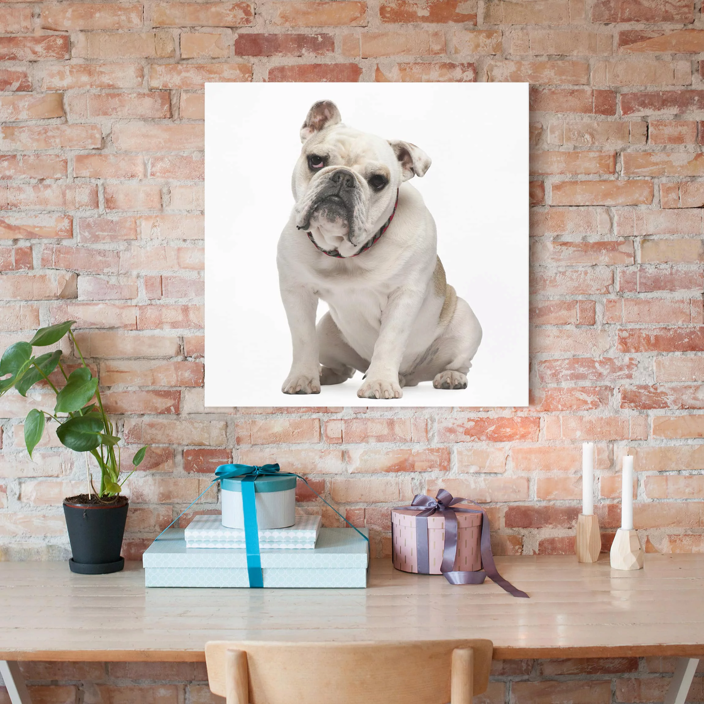Leinwandbild Tiere - Quadrat Skeptische Bulldogge günstig online kaufen