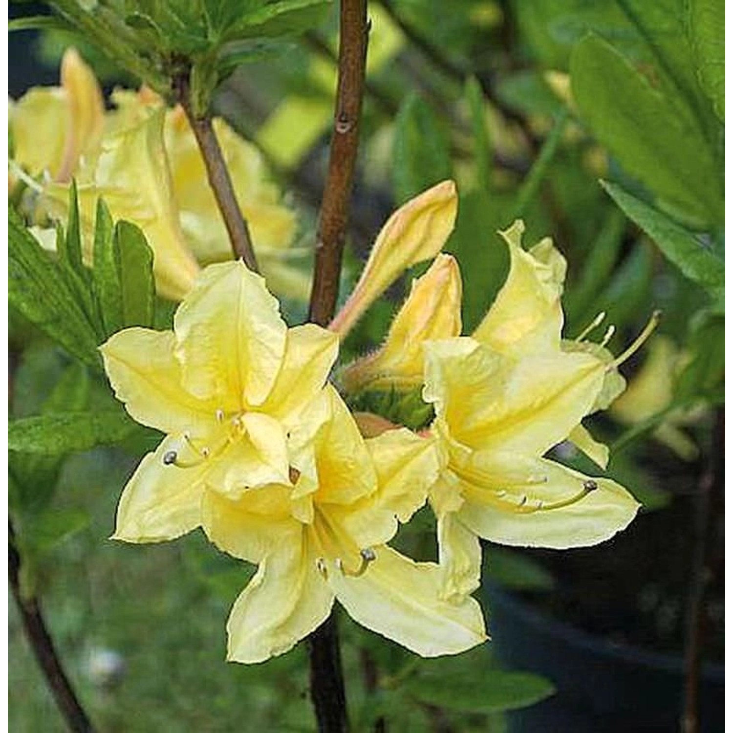 Azalee Arpege 30-40cm - Rhododendron luteum - Alpenose günstig online kaufen