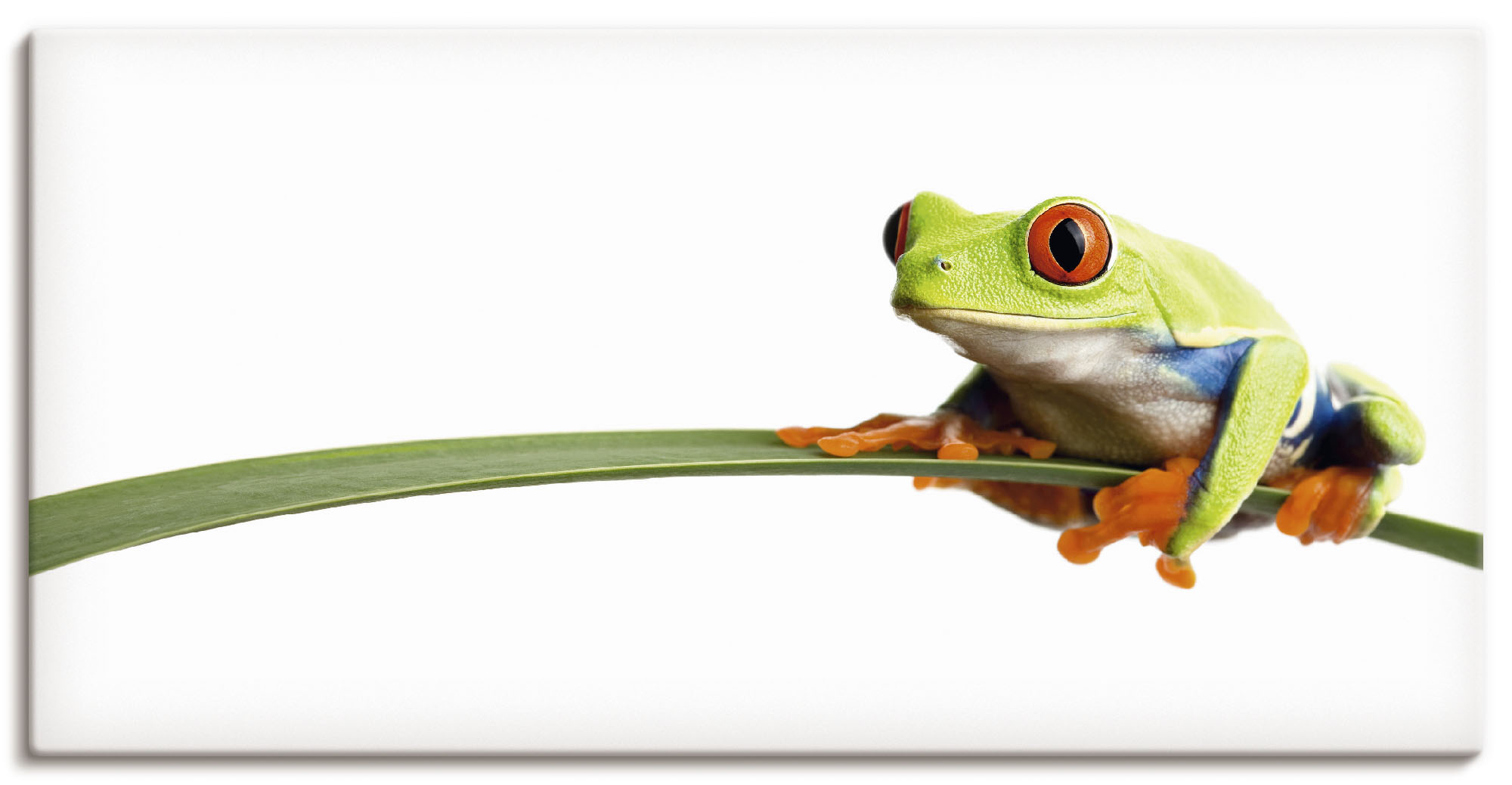 Artland Wandbild »Frosch auf einem Blatt«, Wassertiere, (1 St.), als Alubil günstig online kaufen