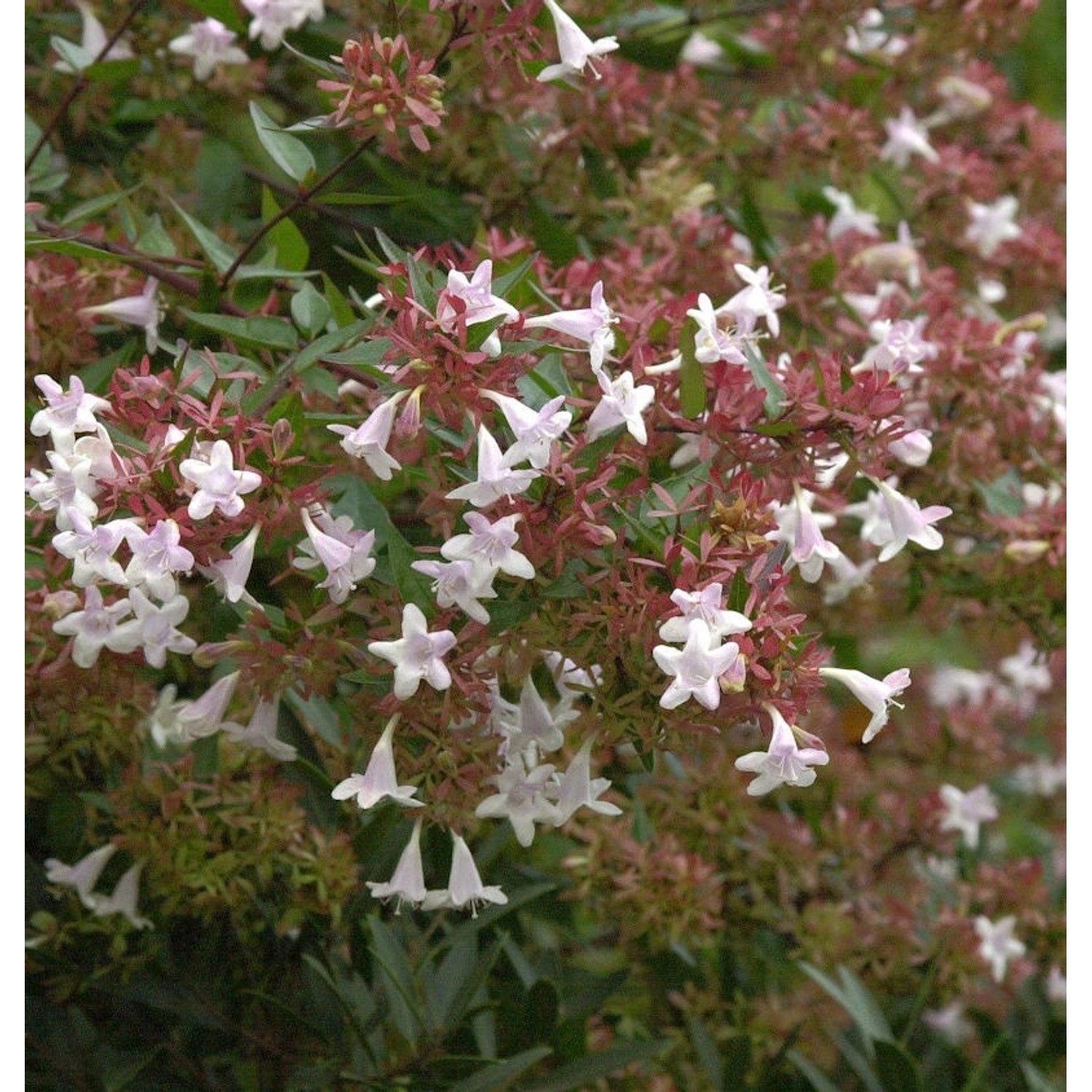 Chinesische Abelie Autumn Festival 40-50cm - Abelia chinensis günstig online kaufen