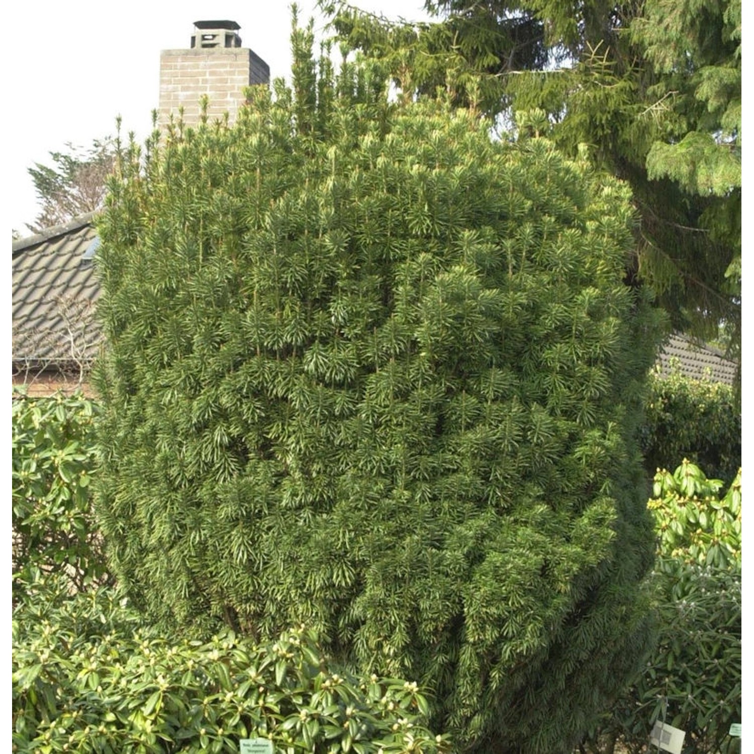 Kopfeibe 30-40cm - Cephalotaxus harringtonia Fastigiata günstig online kaufen