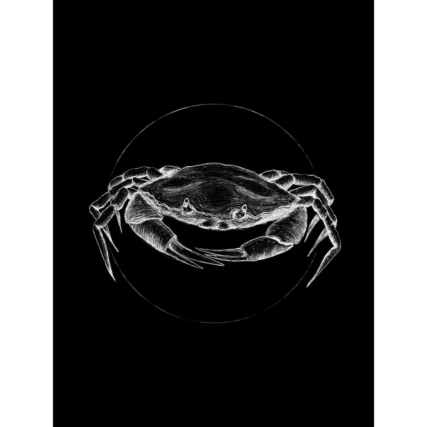 Komar Poster »Crab Black«, Tiere, (1 St.) günstig online kaufen